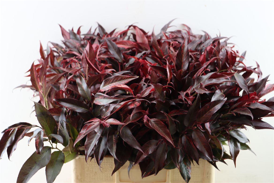 Leucothoe Rood