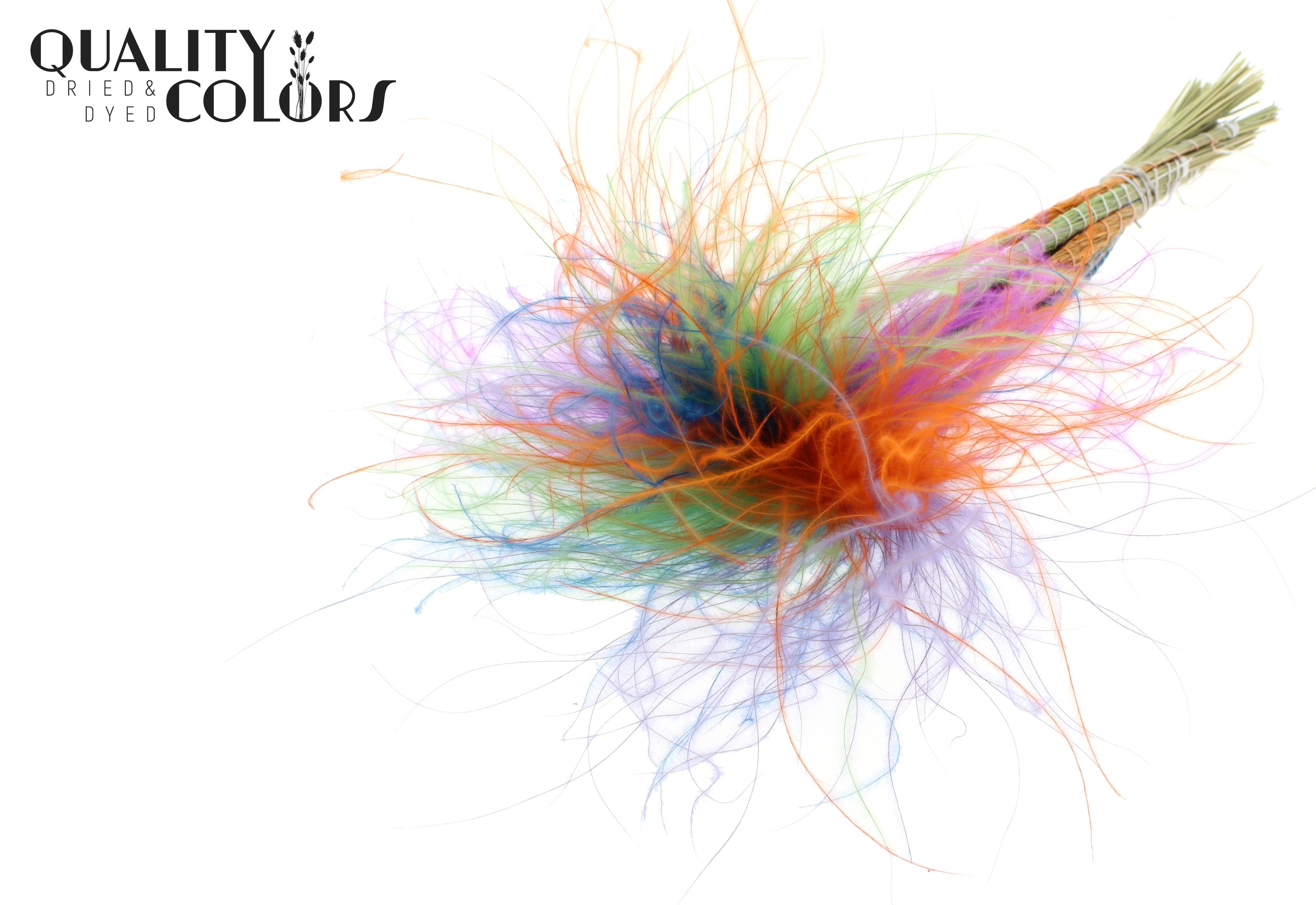 Stypha Neon Dusk Per Bunch 60cm