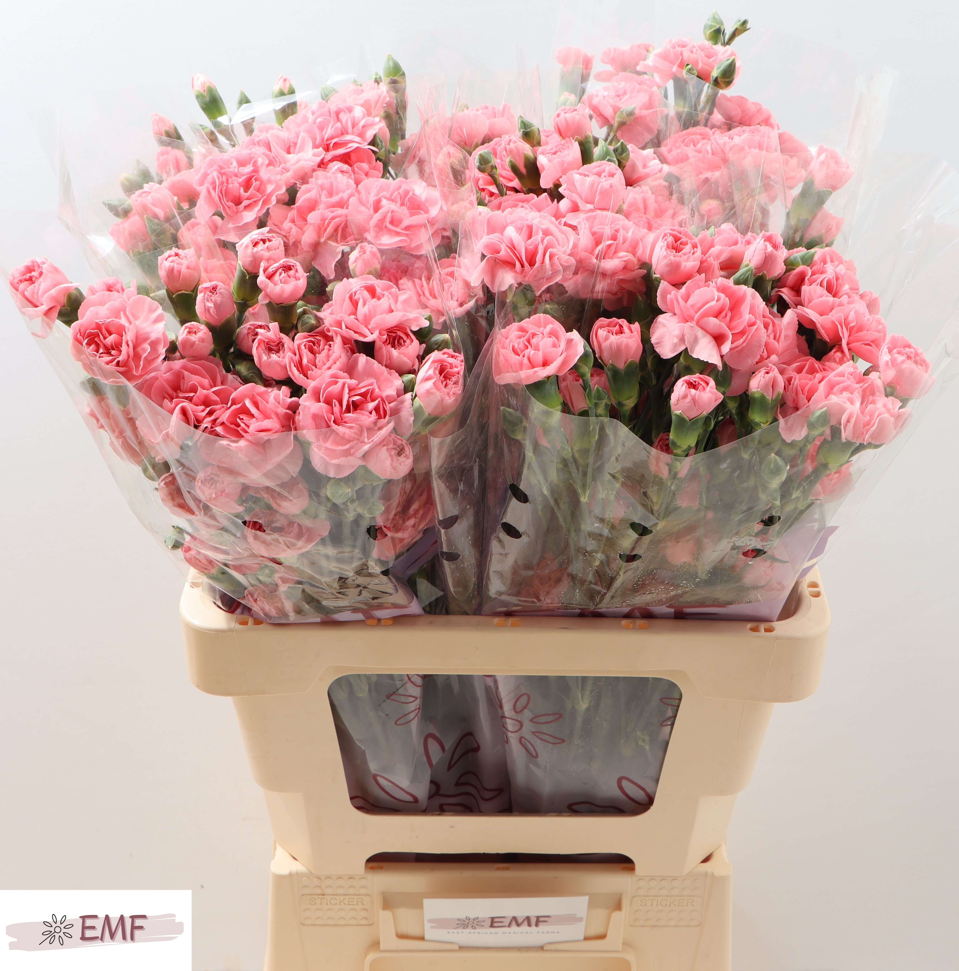 Dianthus Spr Bubble Gum 60cm