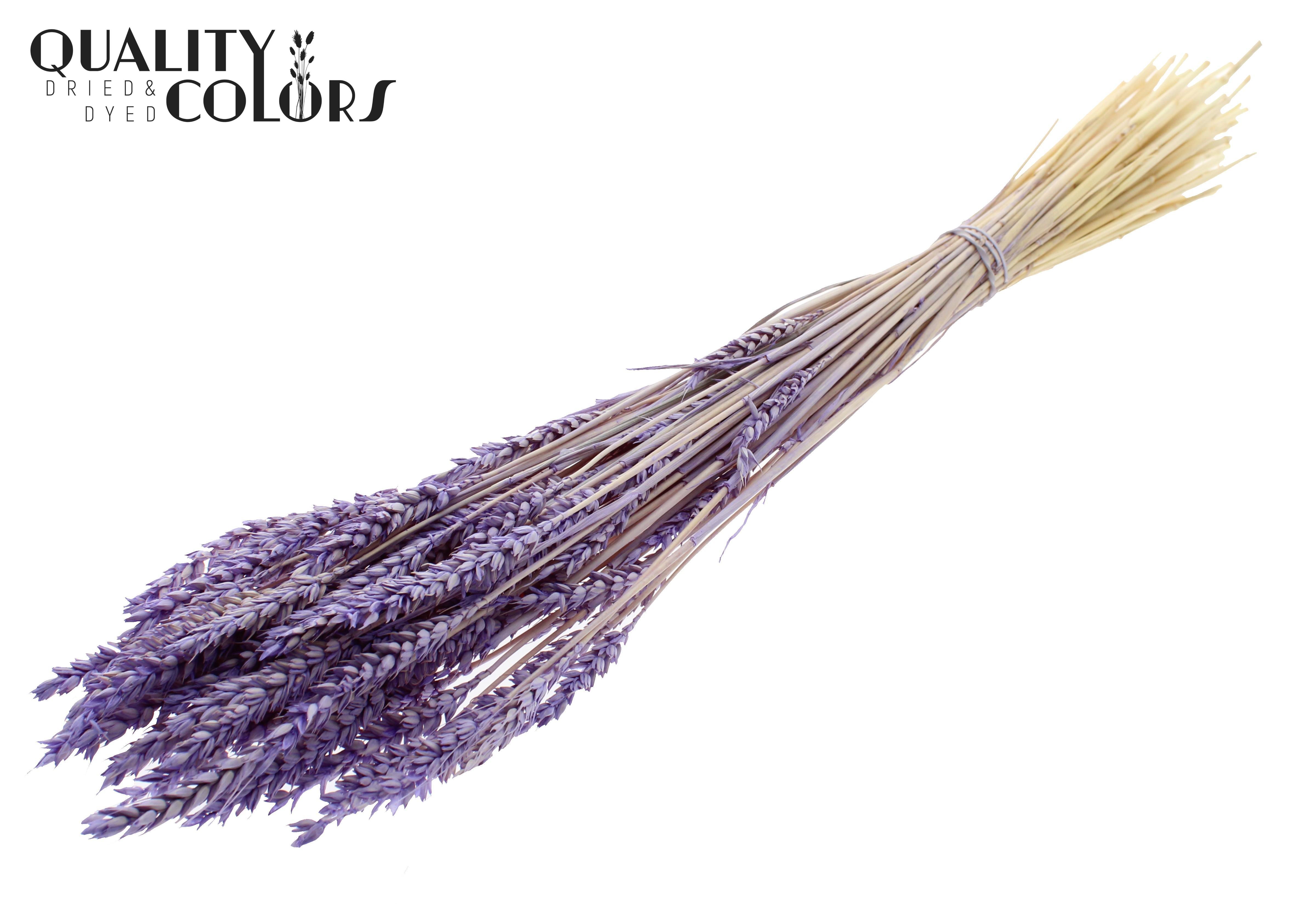 Triticum Intense Frosted Milka Per Bunch 60cm