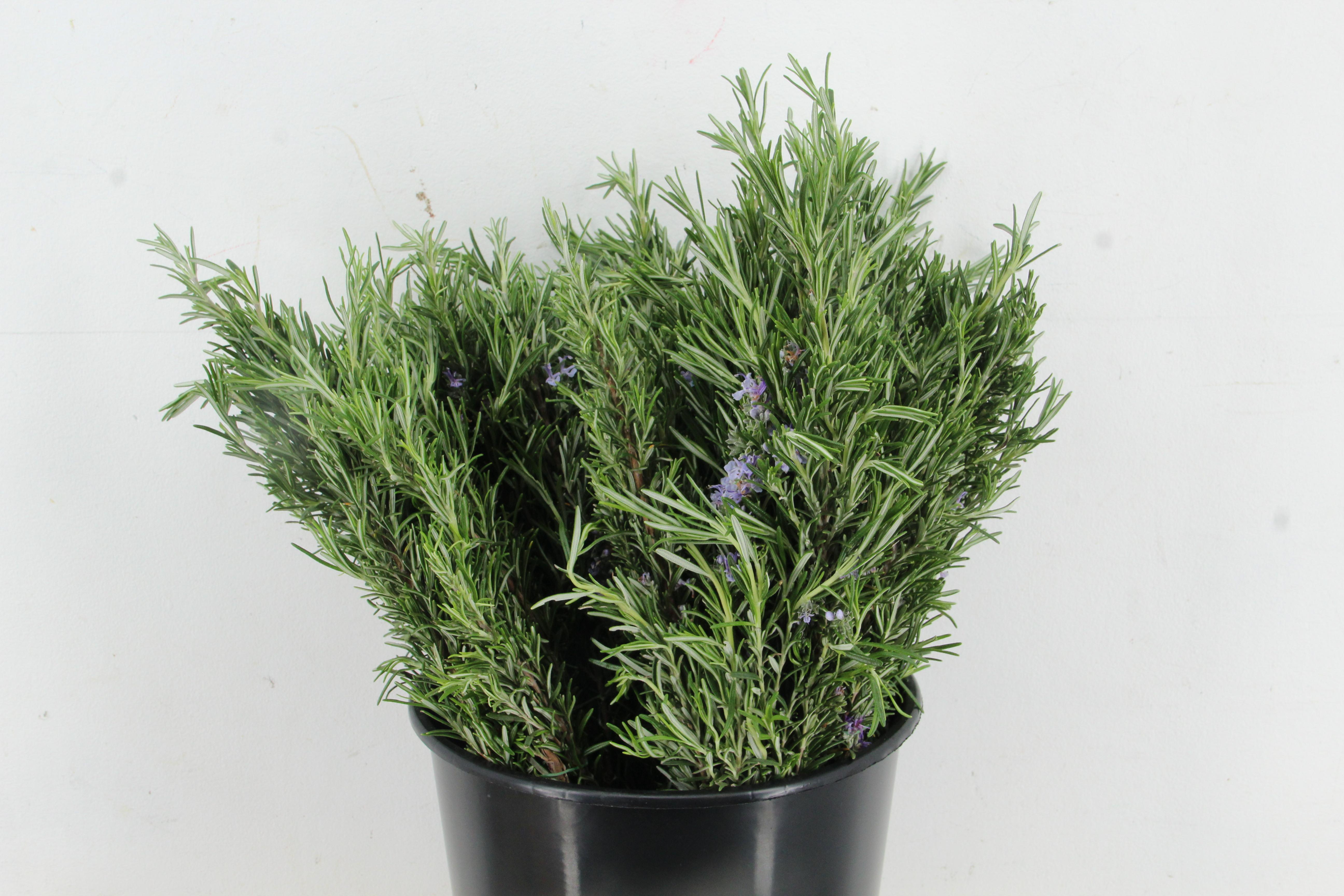 Rosmarinus Officinalis Per Bunch 55cm 200gr.