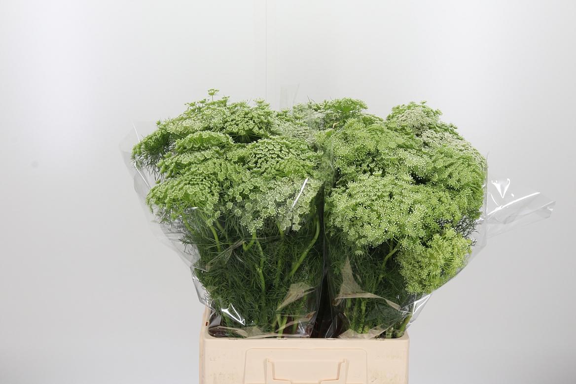 Ammi Visnaga