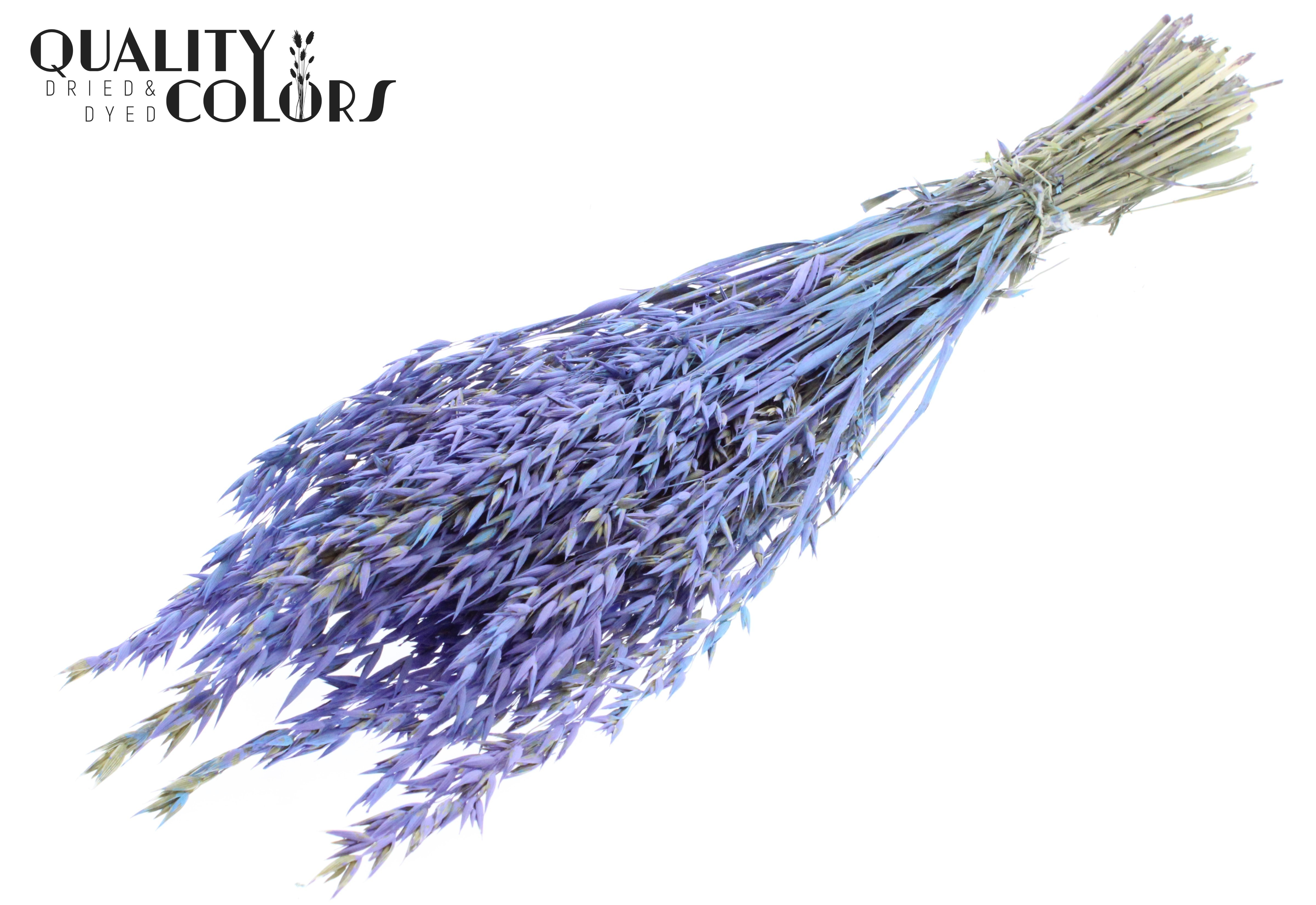 Avena Light Blue Mix Per Bunch 60cm