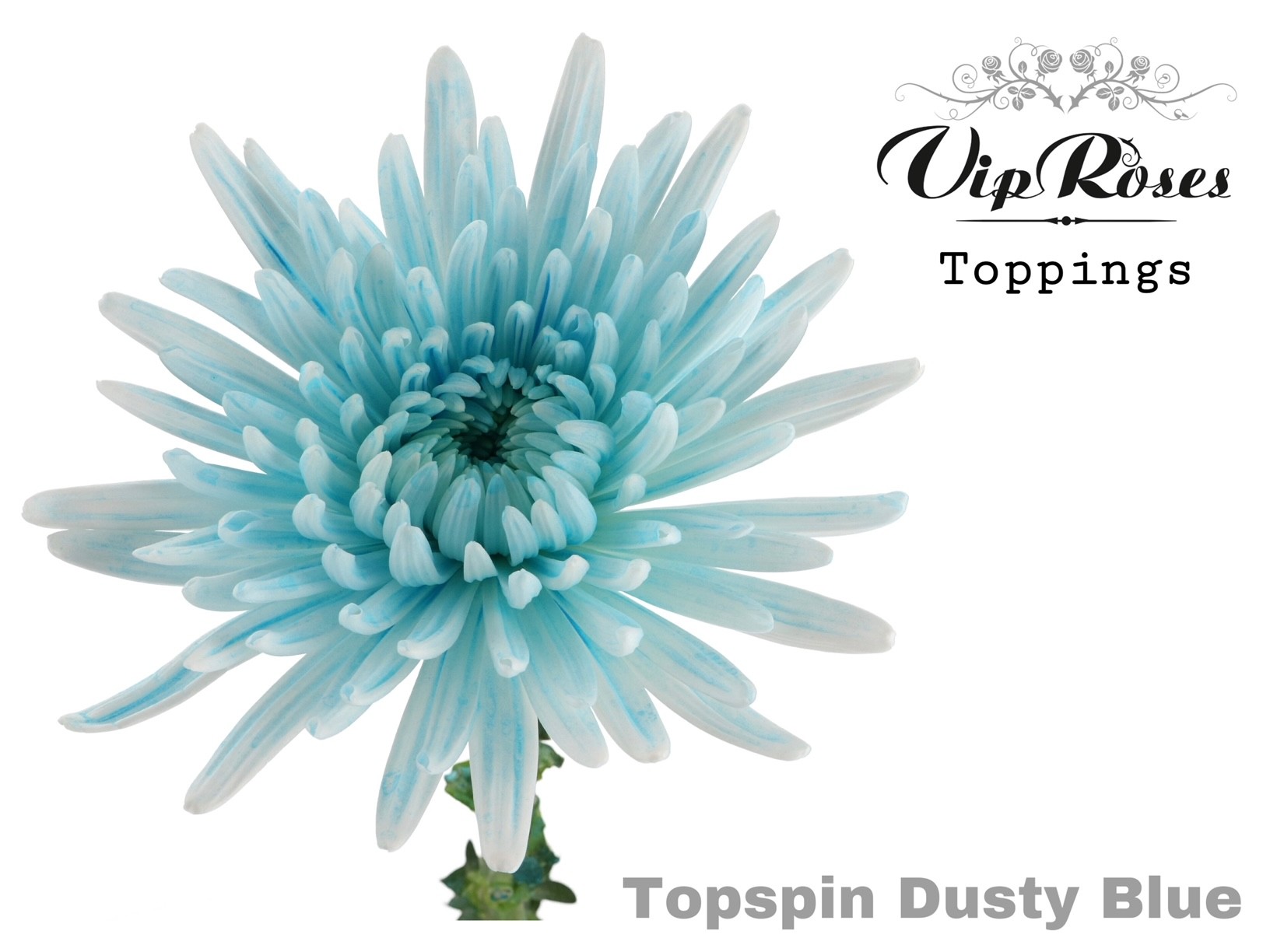 Chr G Topspin Dusty Blue 70 cm