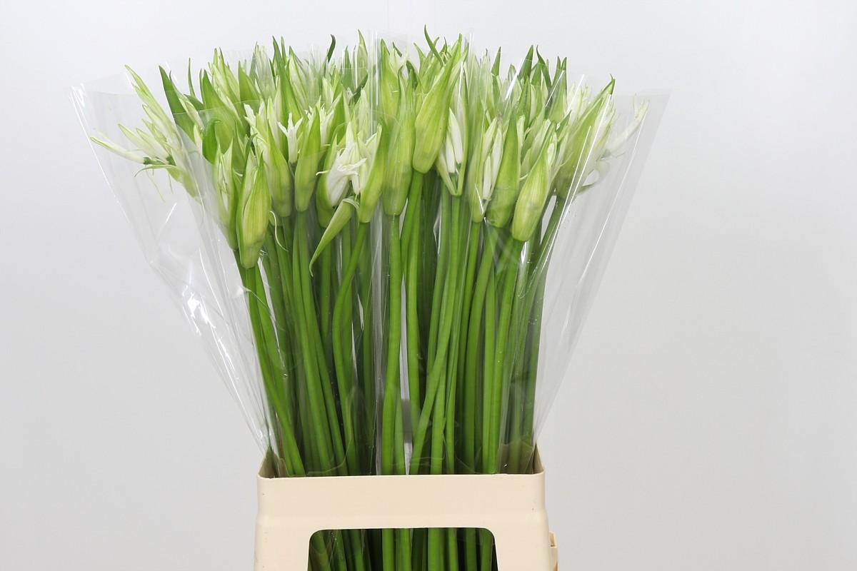 Nerine Like A Virgin