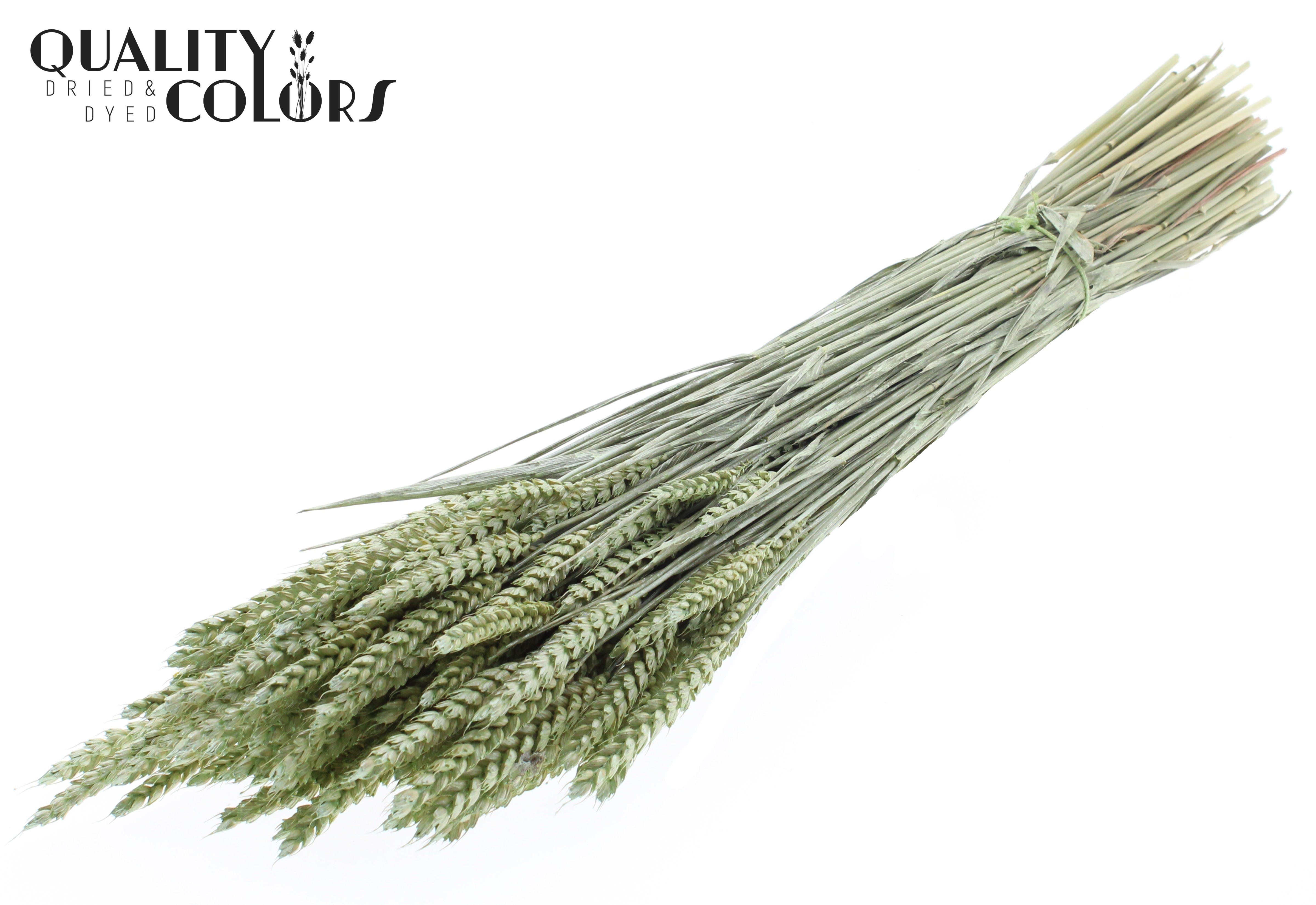 Triticum Pearl Mint Green Per Bunch 60cm
