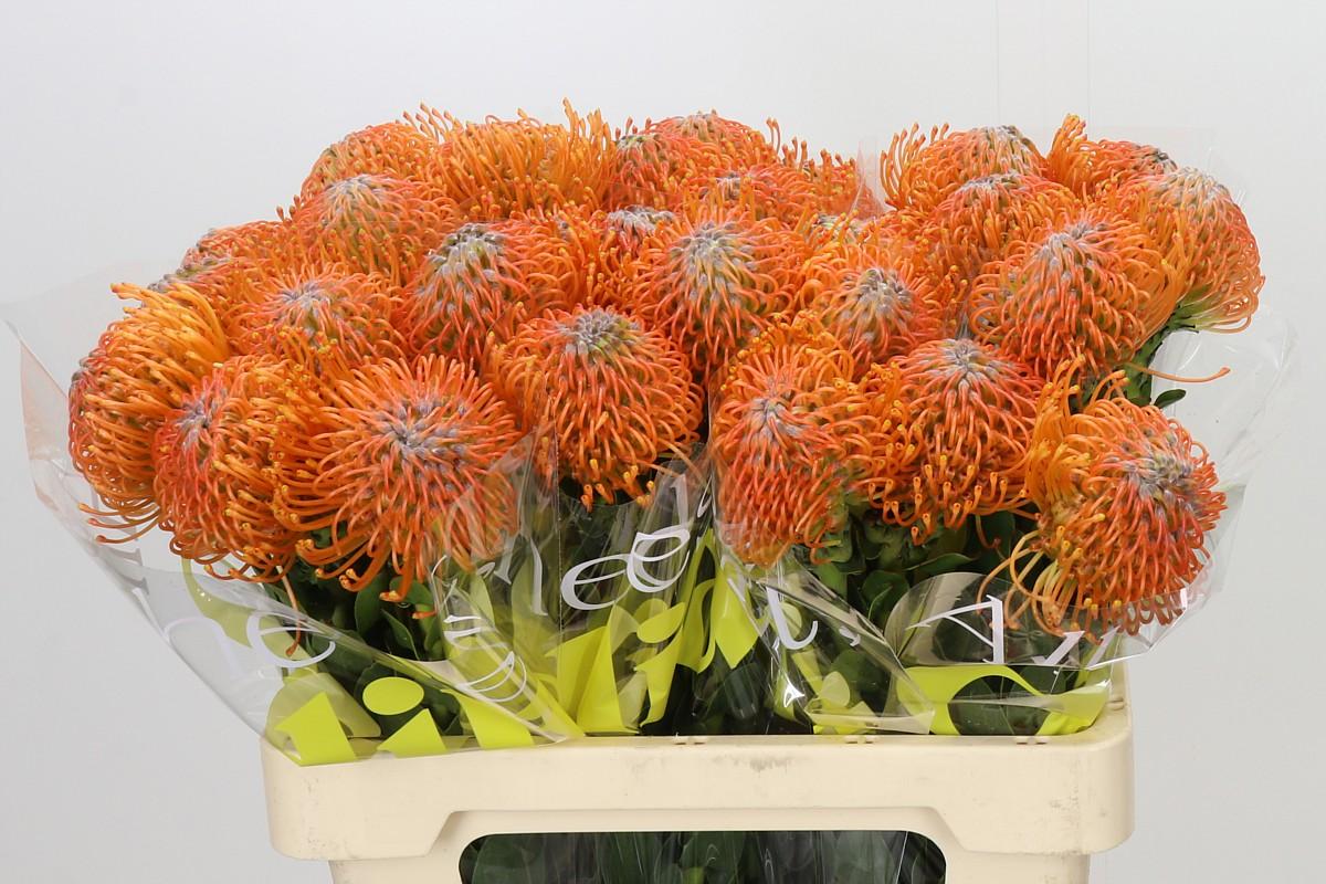 Nutans Ayoba Orange