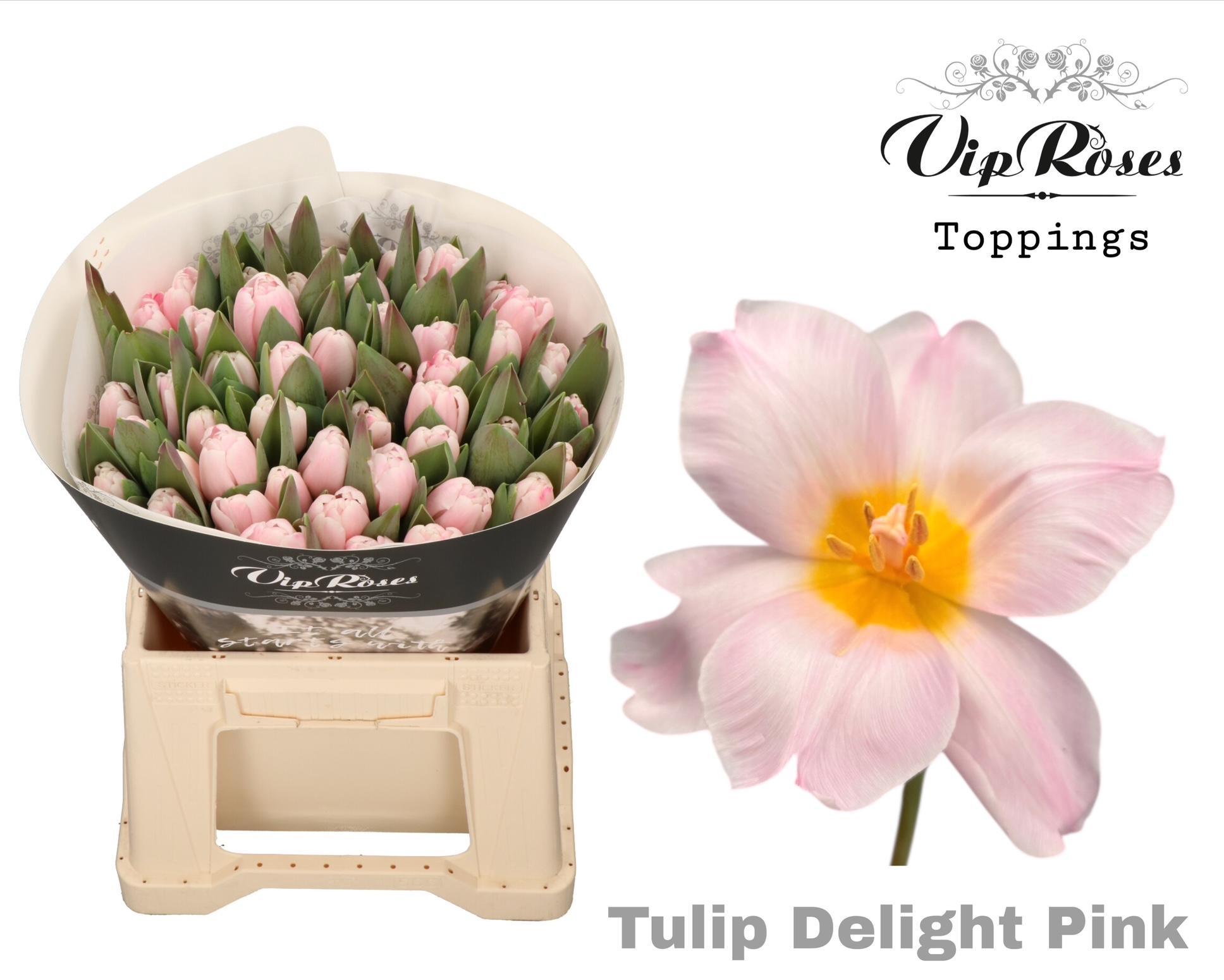 Tulipa Vip Delight Pink 40cm 38gram