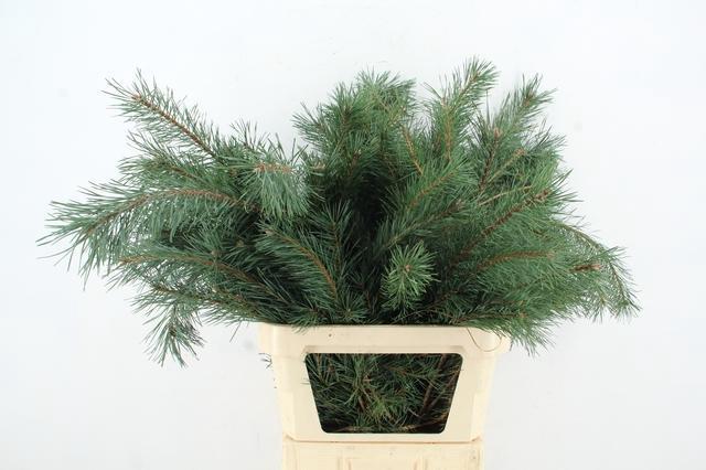 Pinus Alaska 100cm