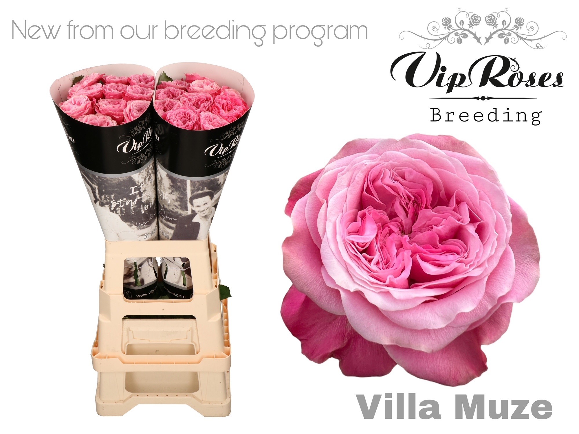 Rosa Garden Villa Muze 70cm