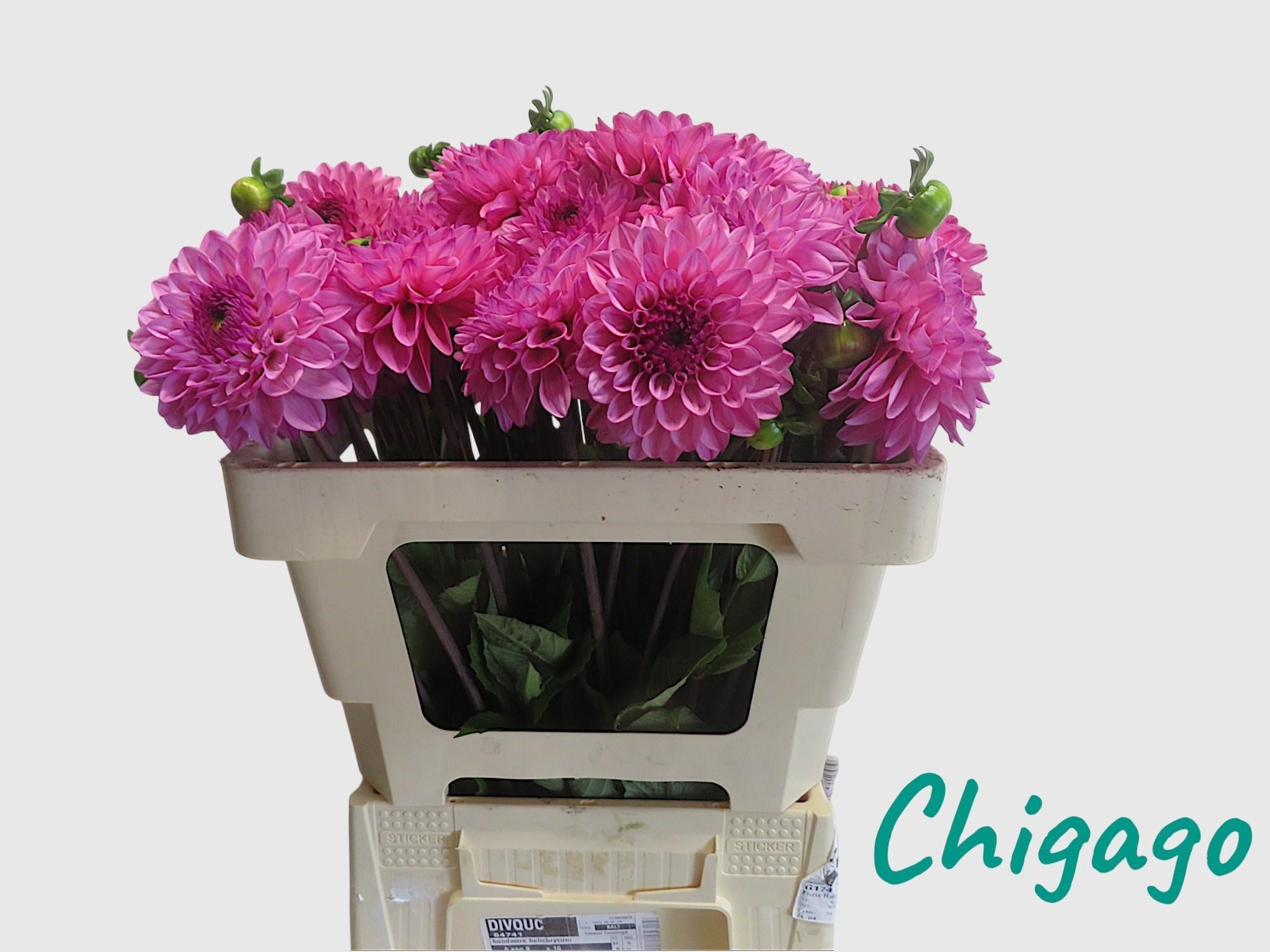 Dahlia Chicago 55cm