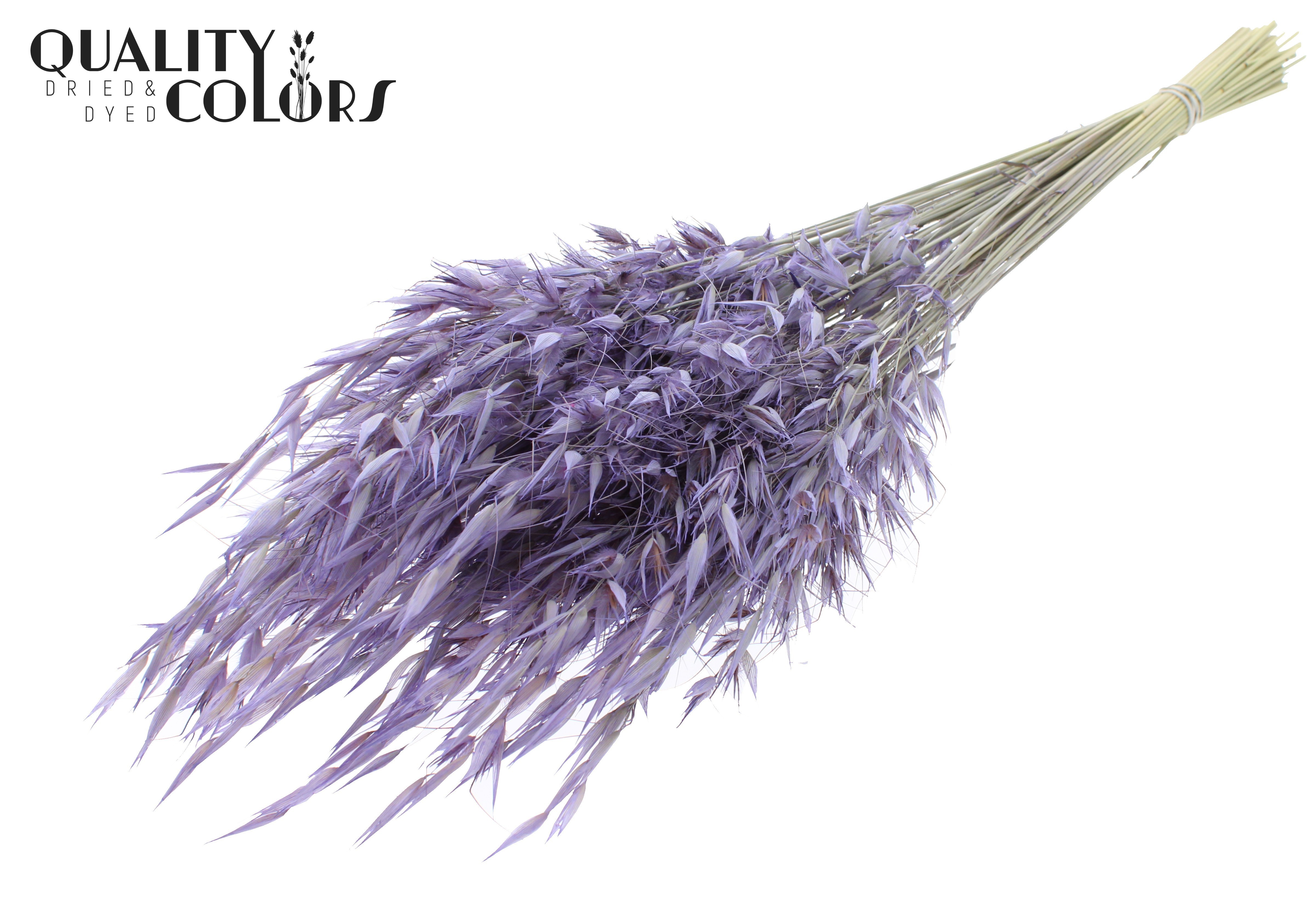 Avena Frosted Milka Per Bunch 70cm