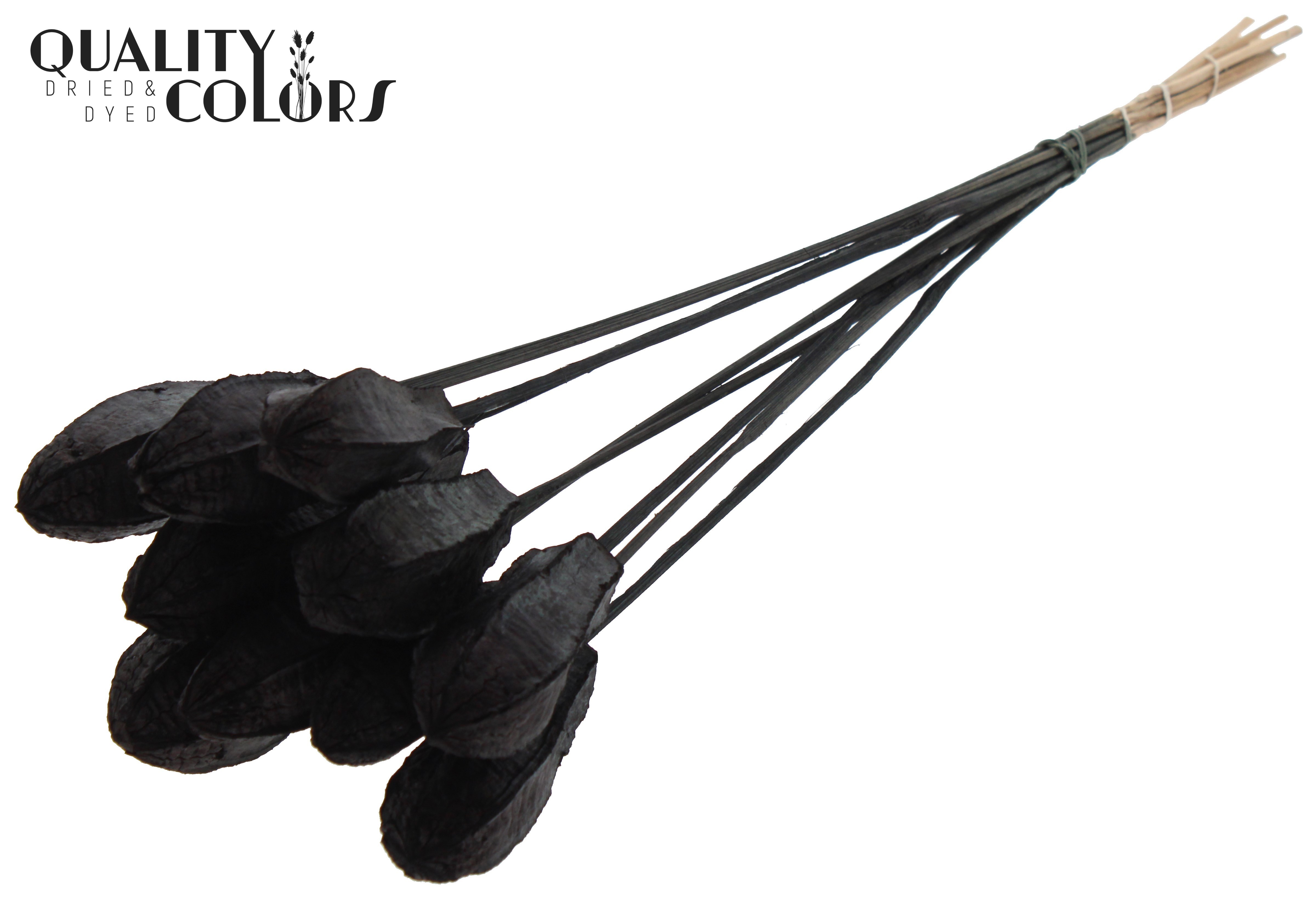 Mehogani Black 50cm