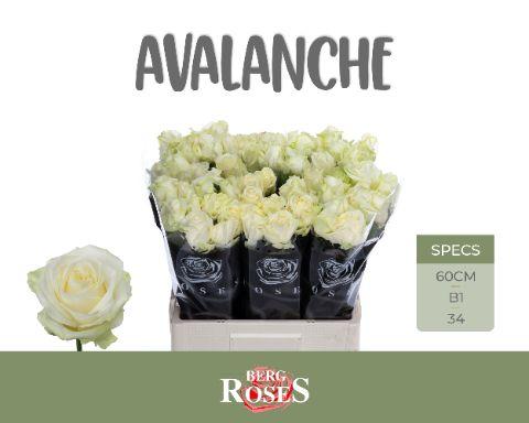 Rosa Avalanche 60cm