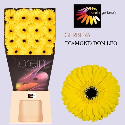 Ge Gr Don Leo Diamond 45