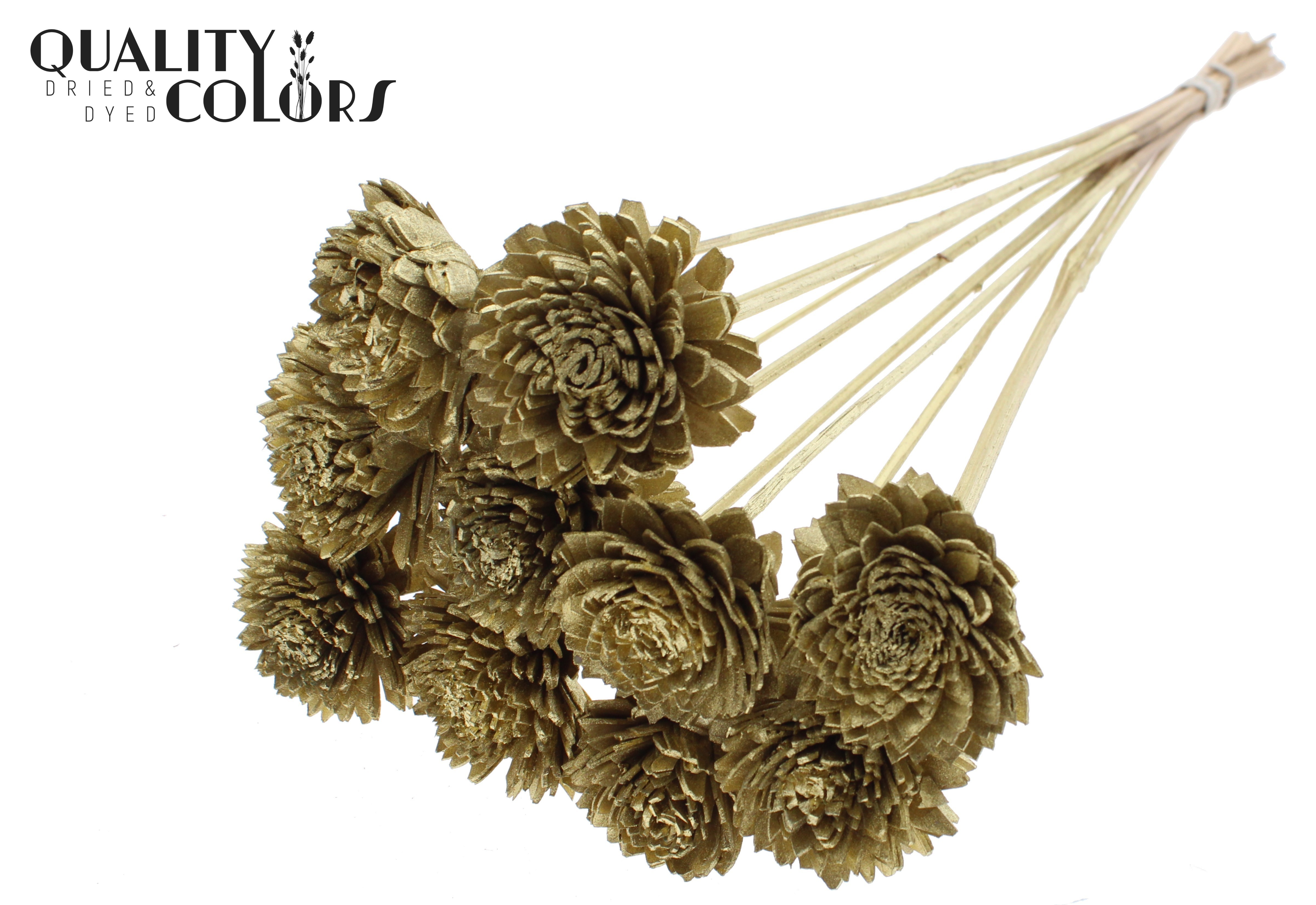 Shola Zinia Gold 50cm