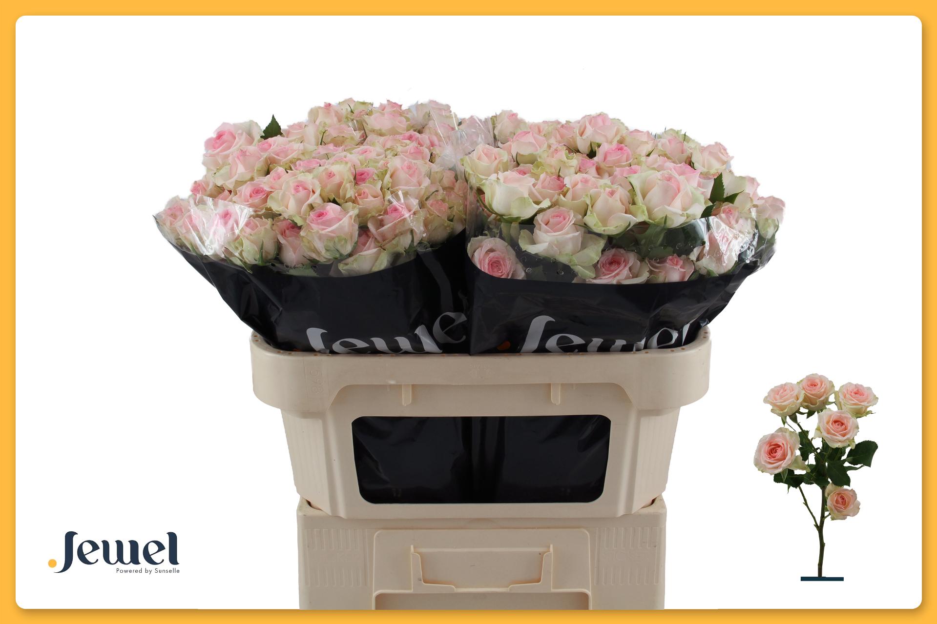 R Tr Happy Wedding 70cm