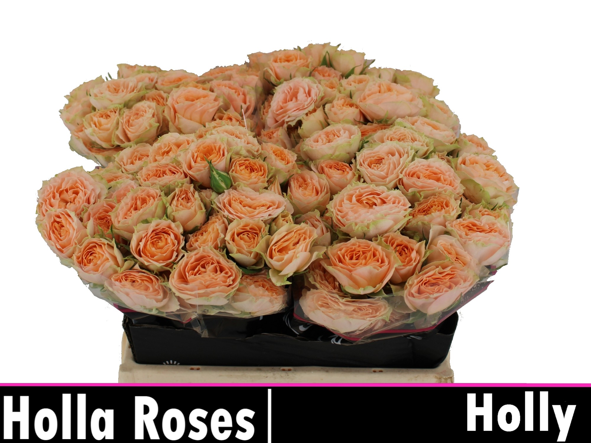 Rosa Spr Holly 40cm