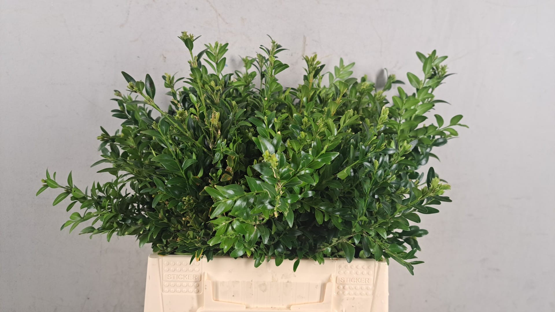 Buxus Sempervirens Per Bunch 40cm 200gr.