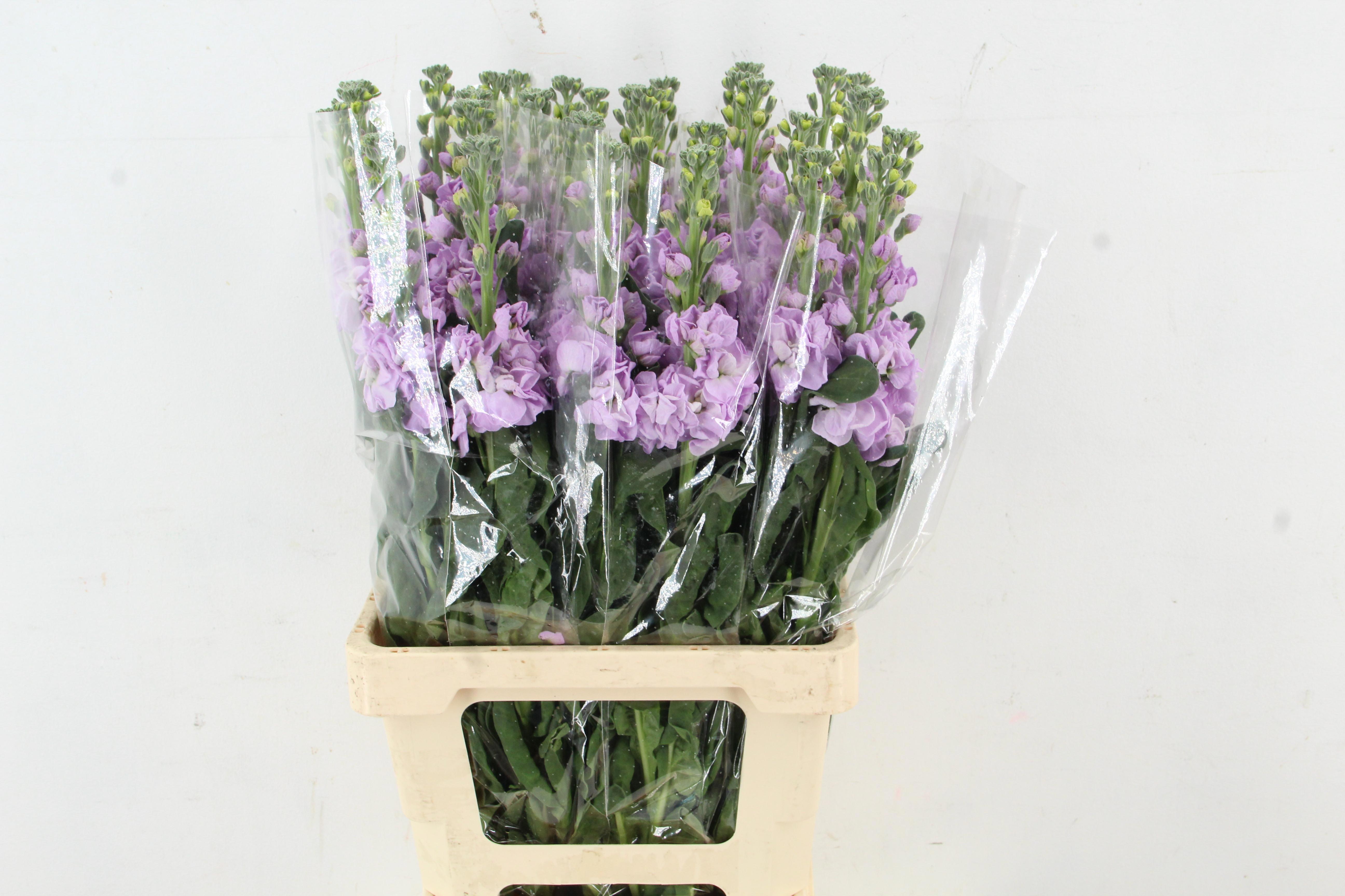 Matthiola Iron Marine 70cm