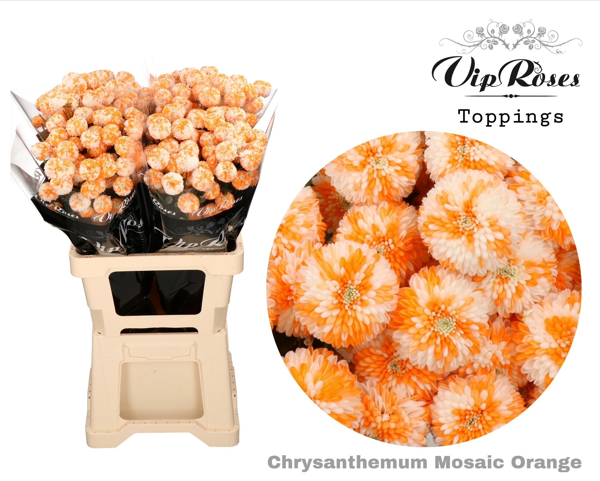 Chr T Mosaic Orange 60 cm
