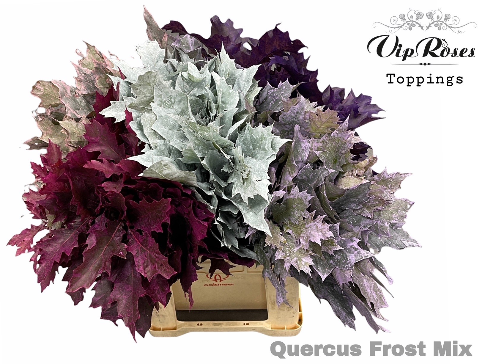 Quercus Frost Mix 60 cm