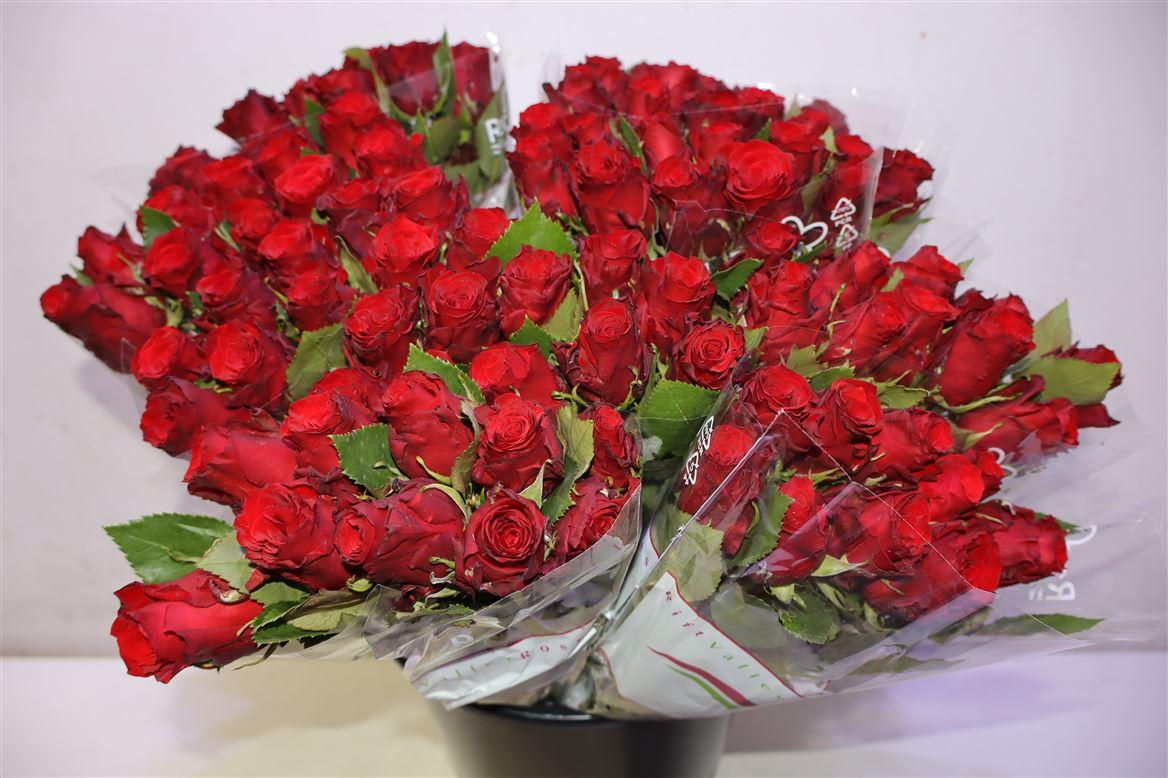 R Gr Red Torch X10