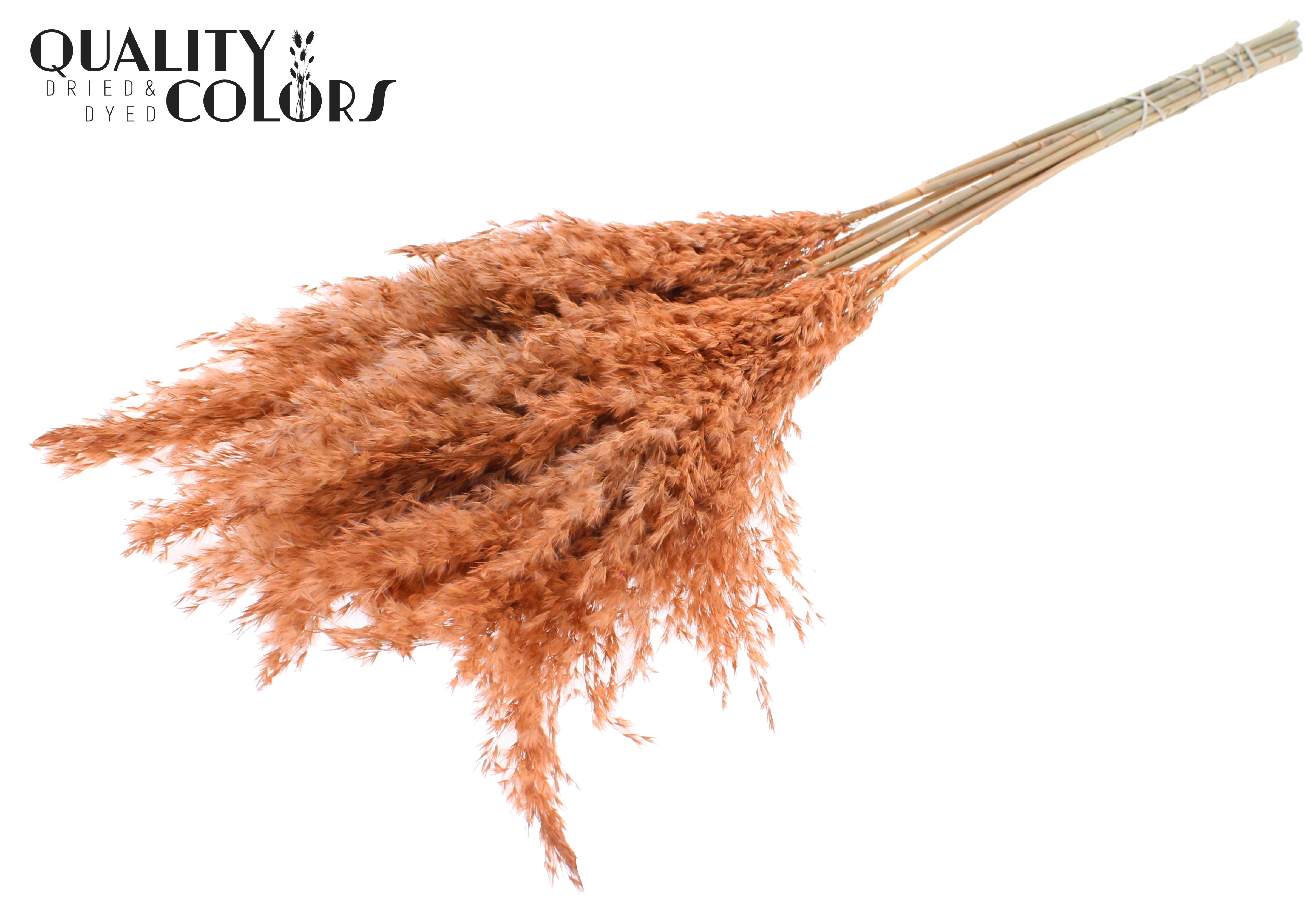 Pampas Grass Frosted Salmon Per Bunch 70cm