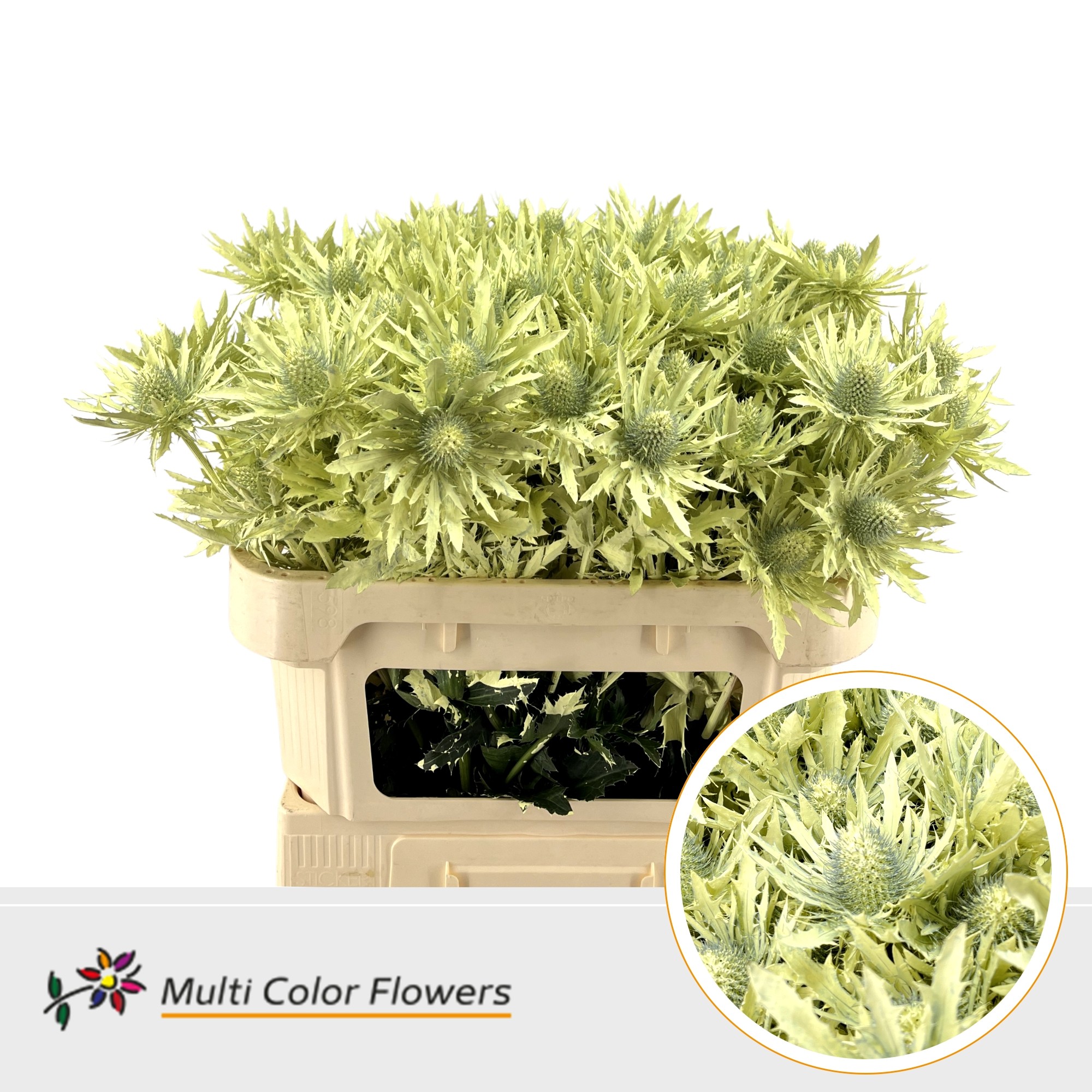 Eryngium Creme