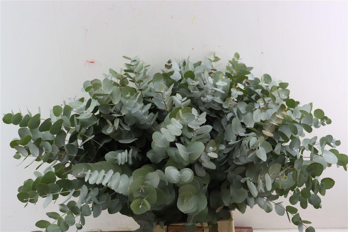 Euca Cinerea 65 Cm P Stem