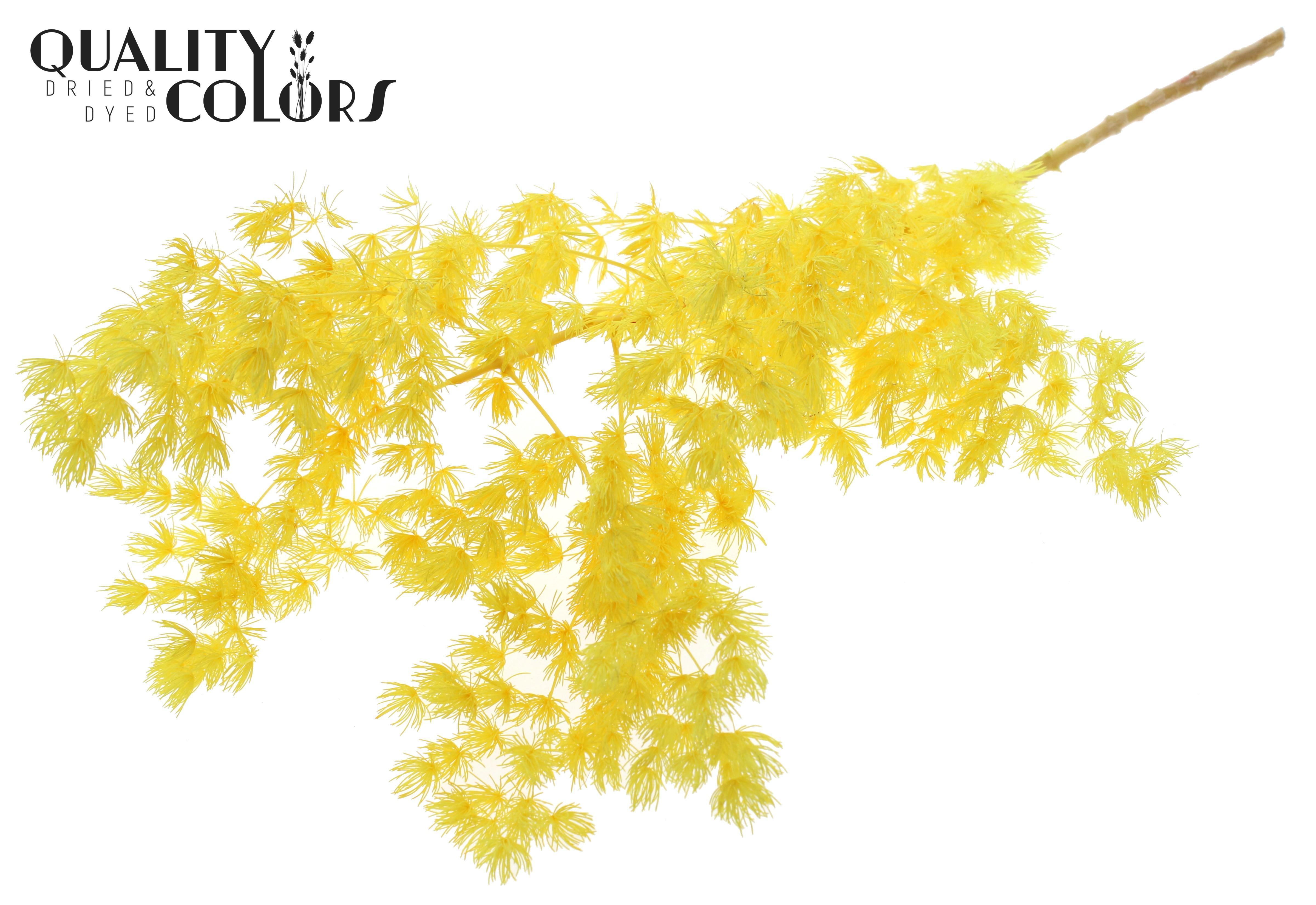 Asparagus Ming Yellow Per Bunch 60cm