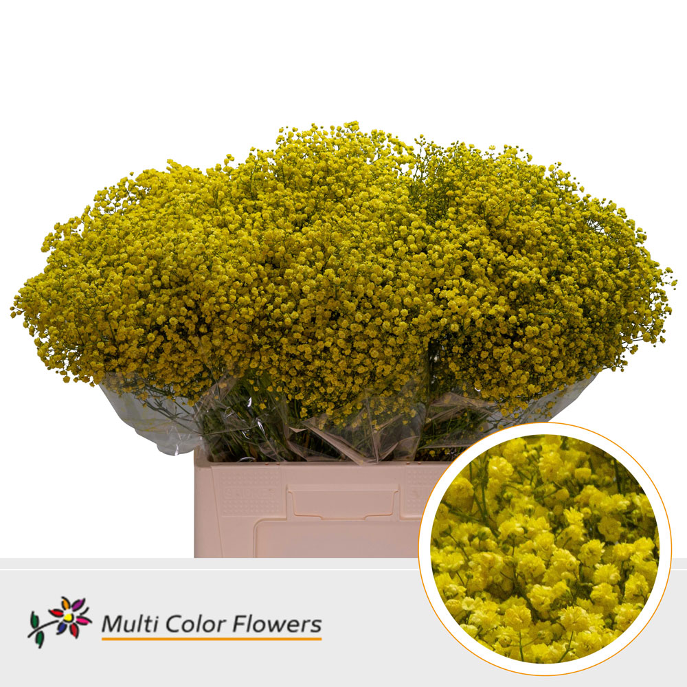 Gypsophila Painted Xlence Yellow 70cm