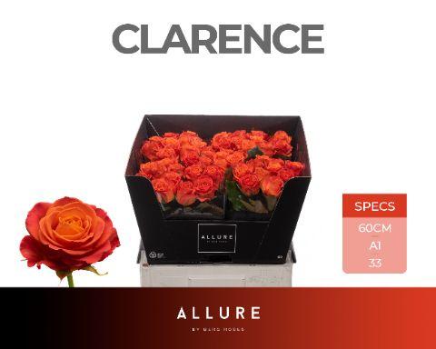 Rosa Clarence+ 60cm
