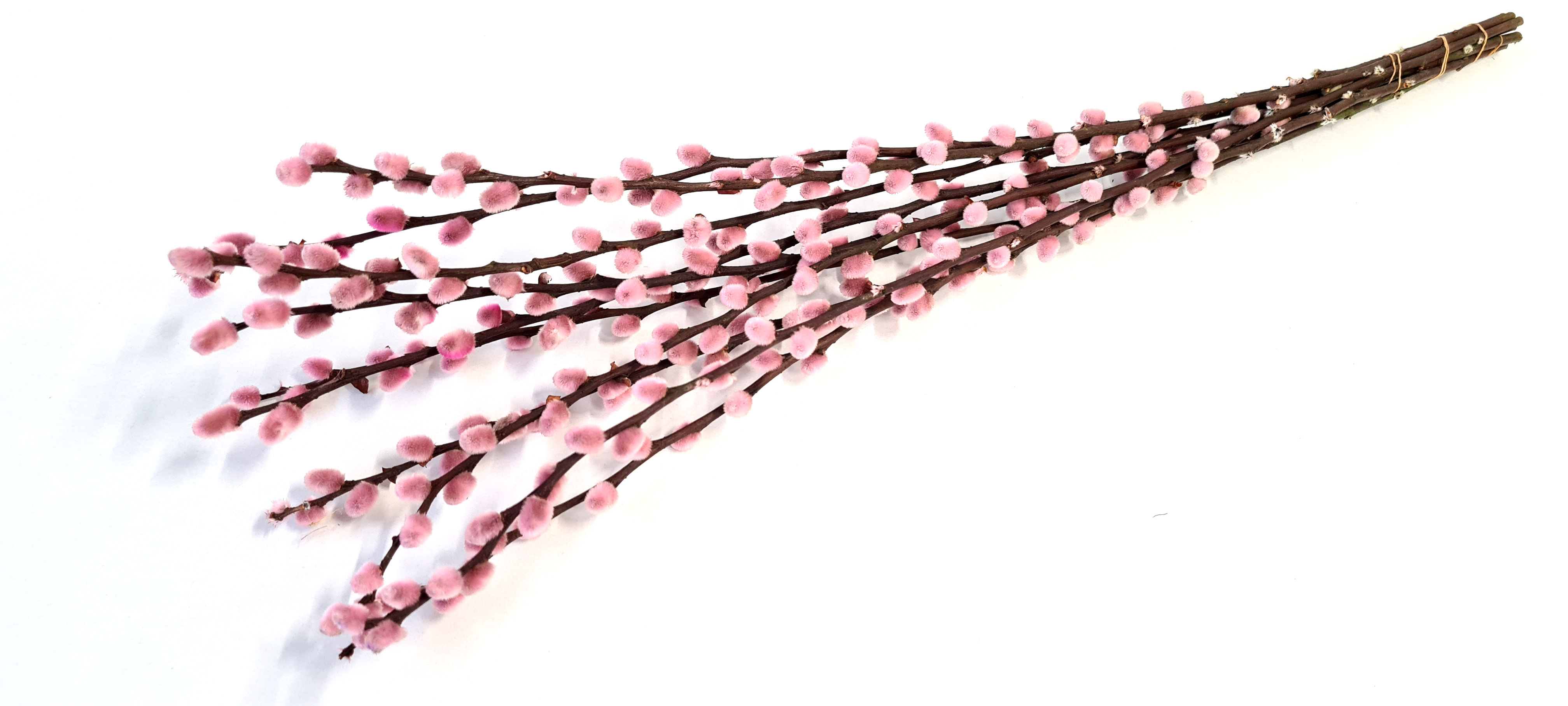 Salix Painted Light Pink