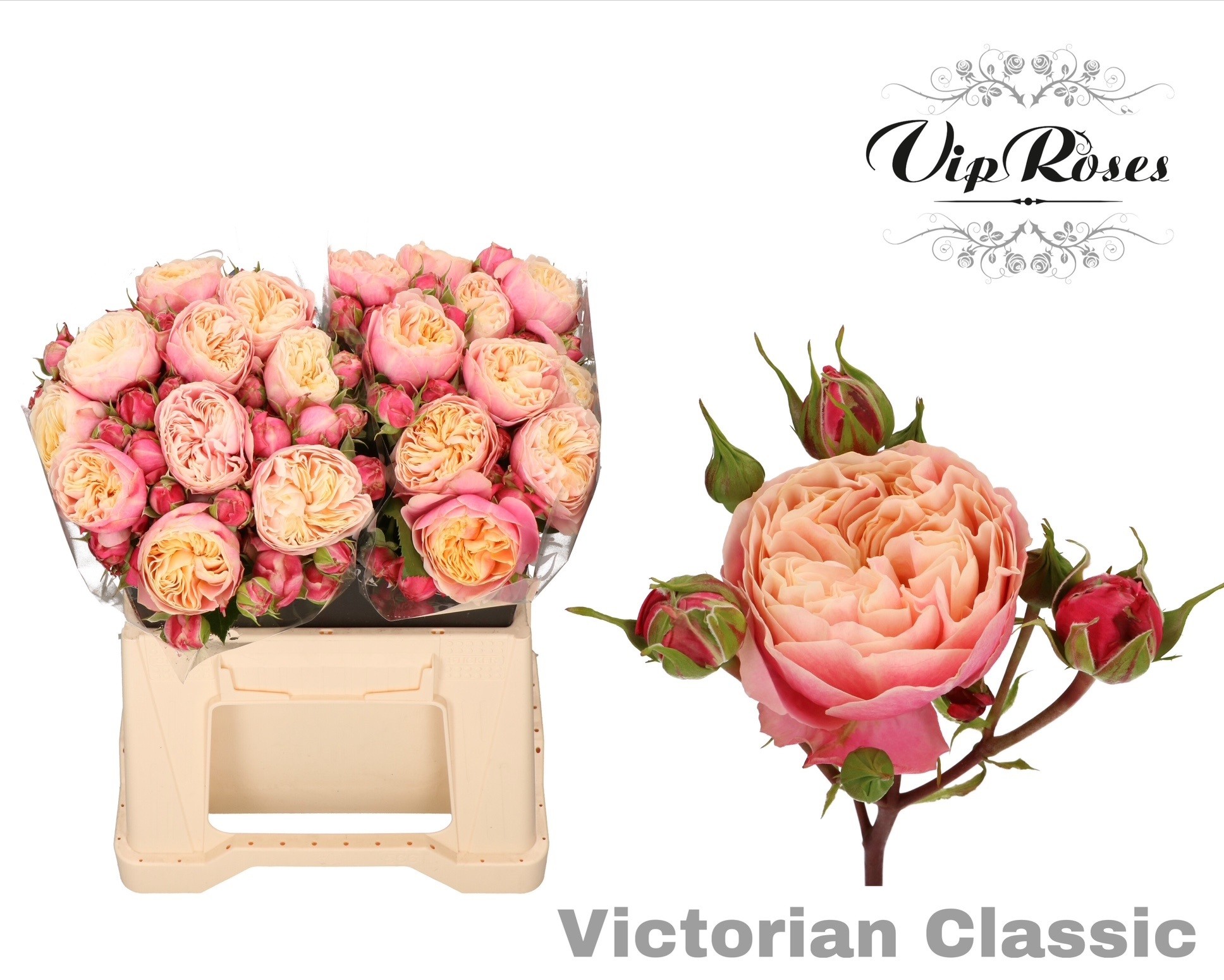 R Tr Victor Classic@