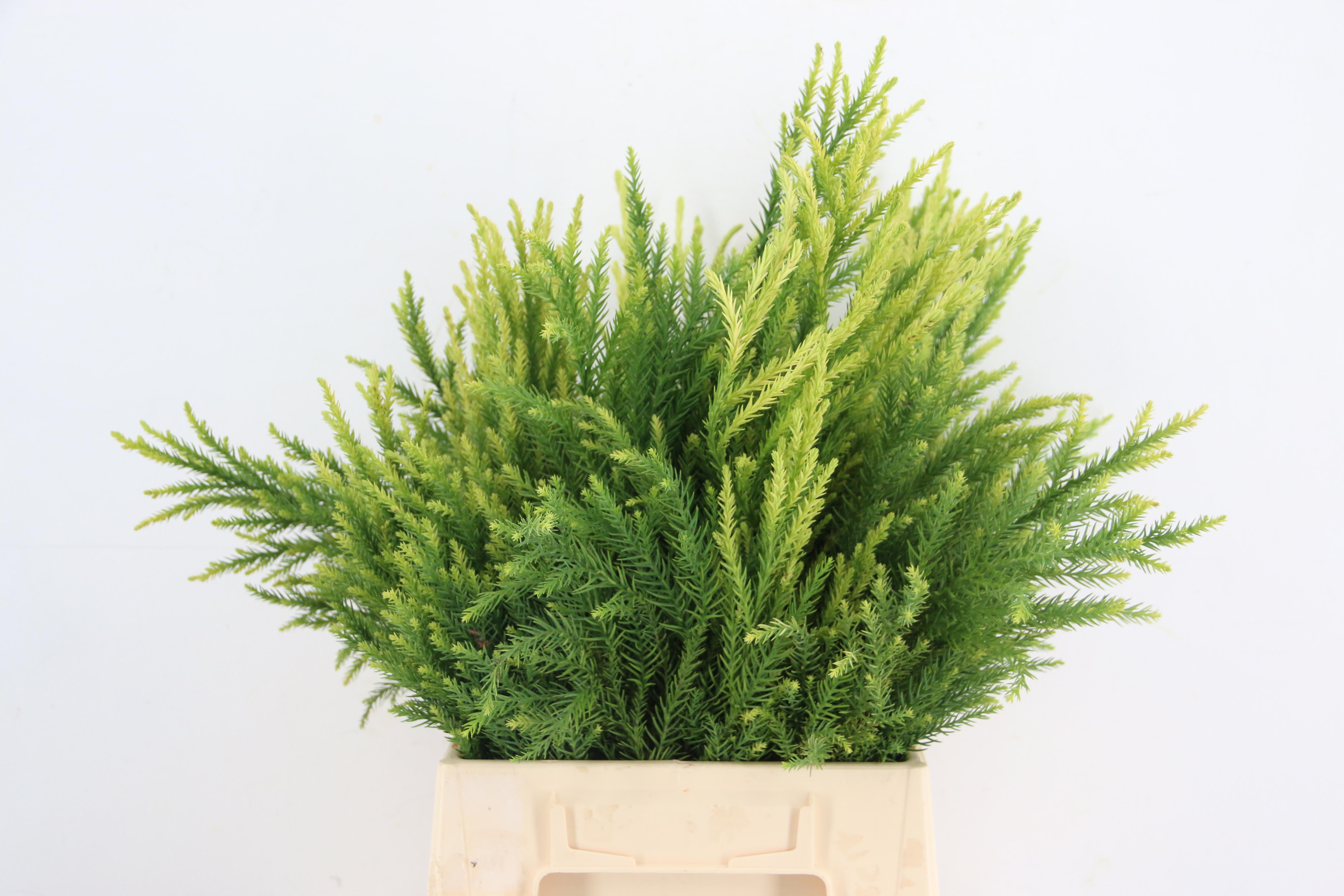 Coniferen Green 50cm