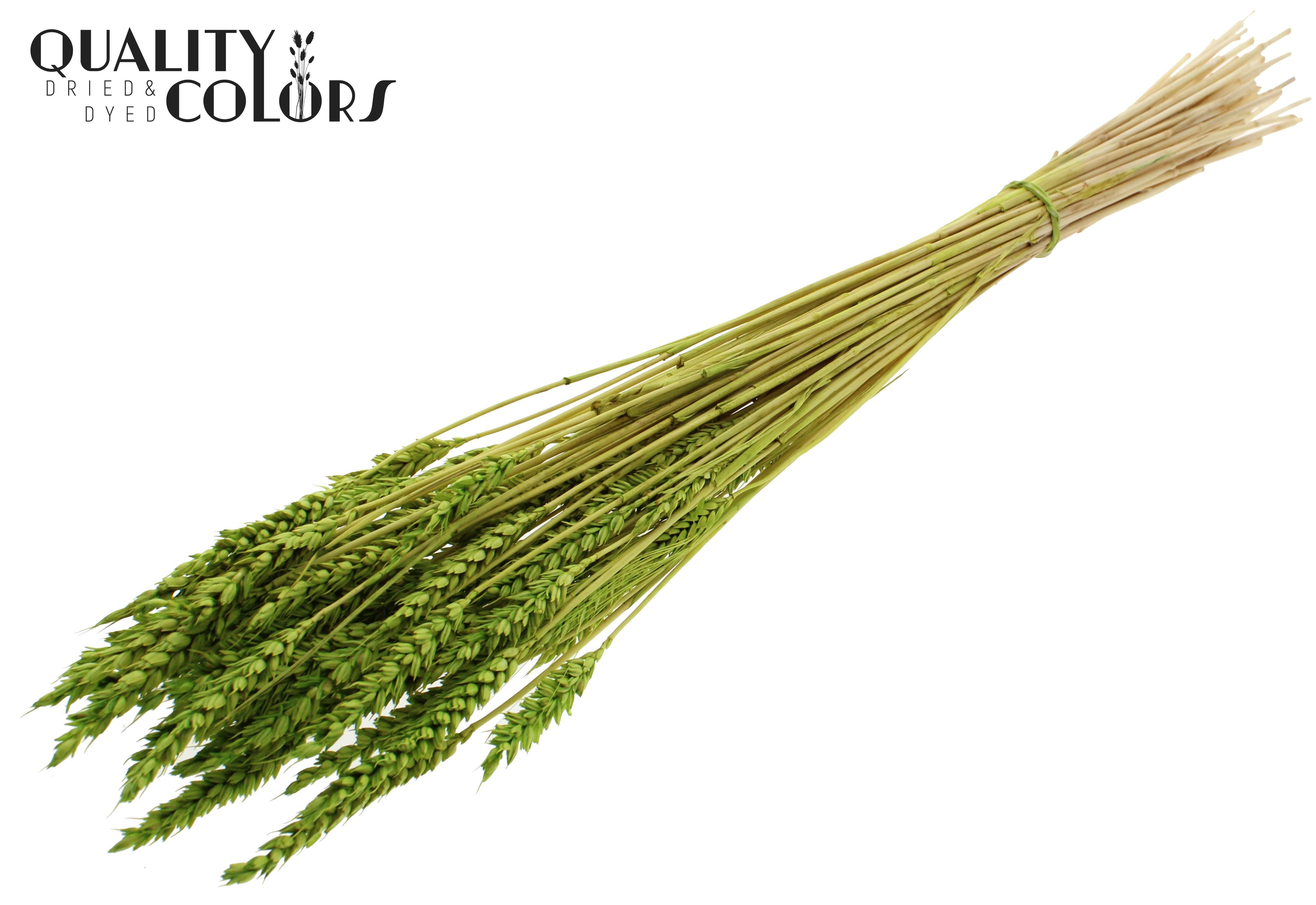 Triticum Intense Green Per Bunch 60cm