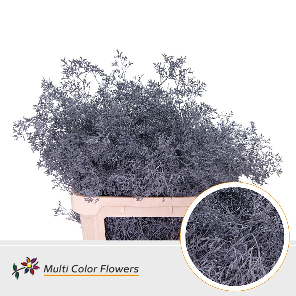 Limonium Beltlaard Grijs
