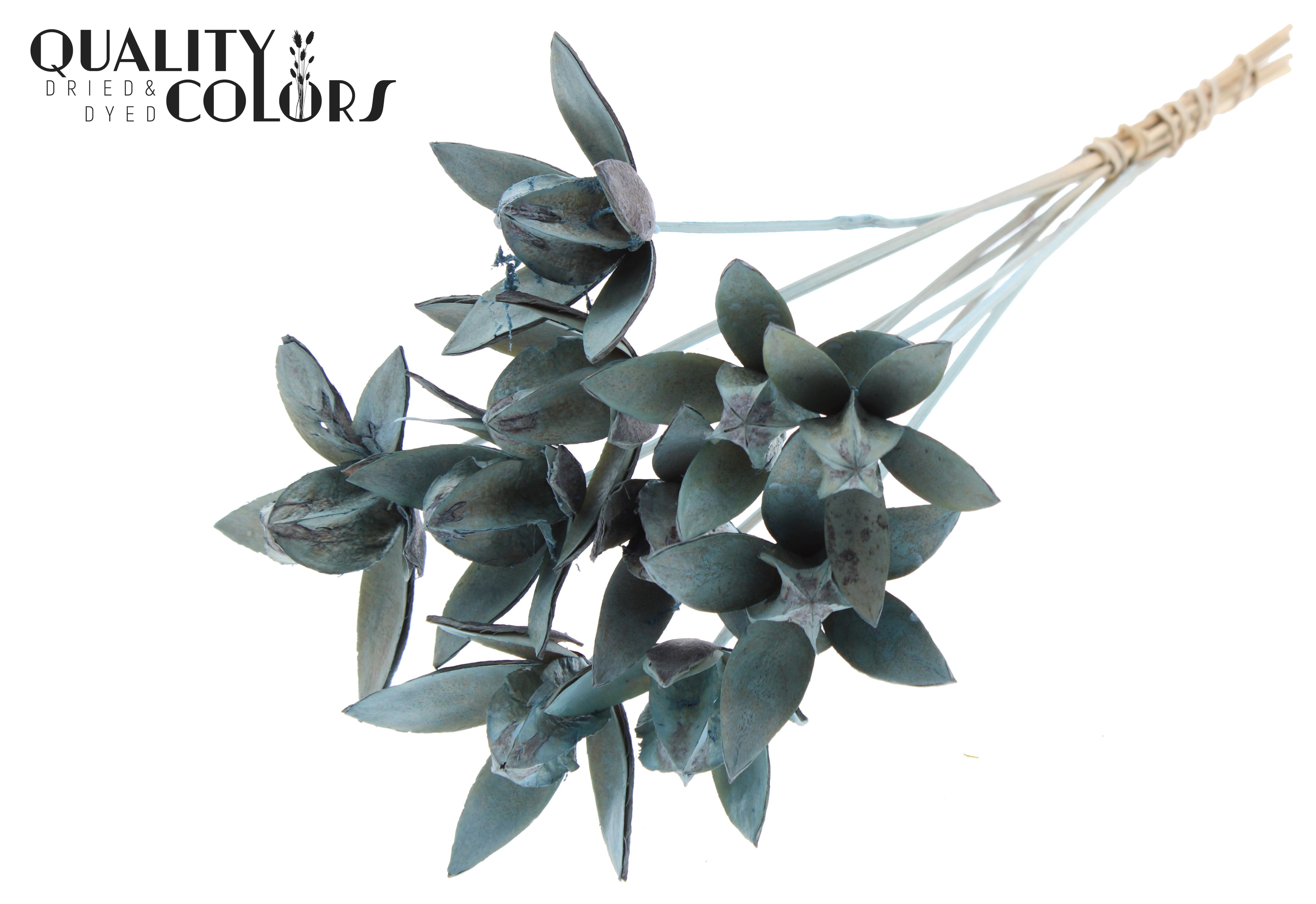 Wild Lilly Frosted Light Blue 50cm