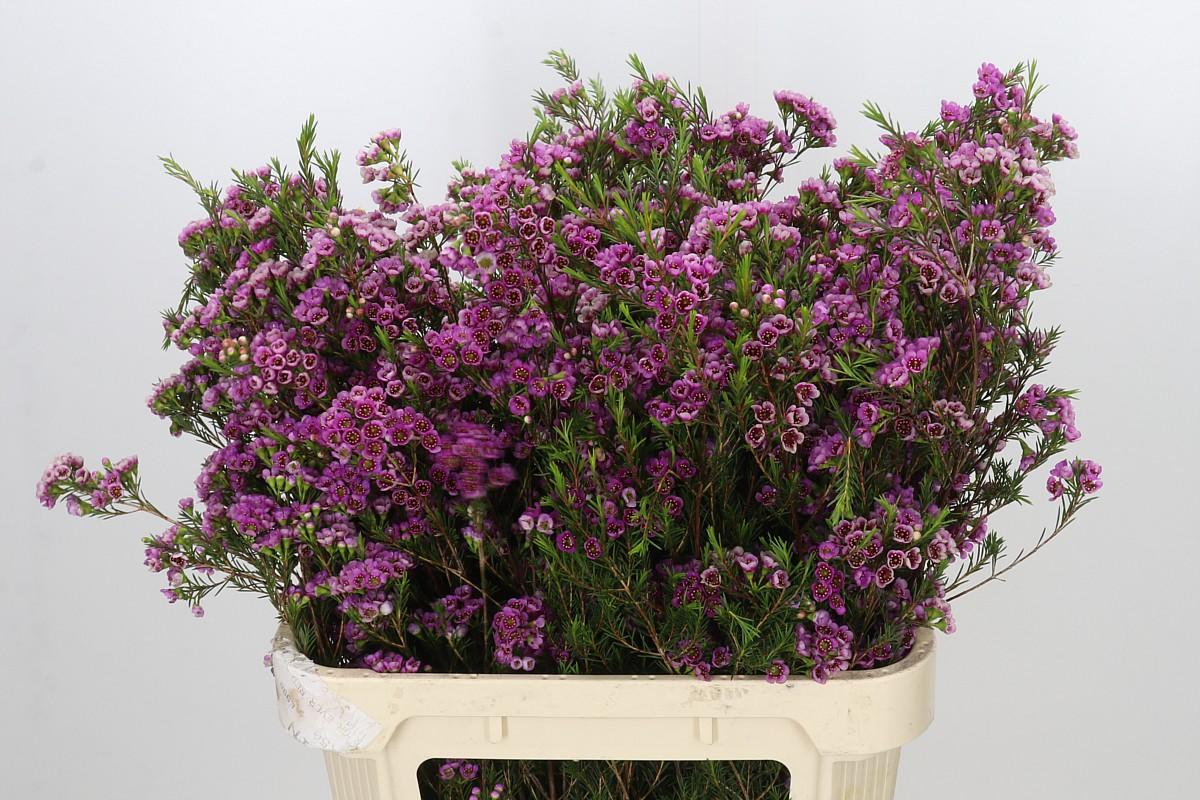Chamelaucium 'nina's Delight'