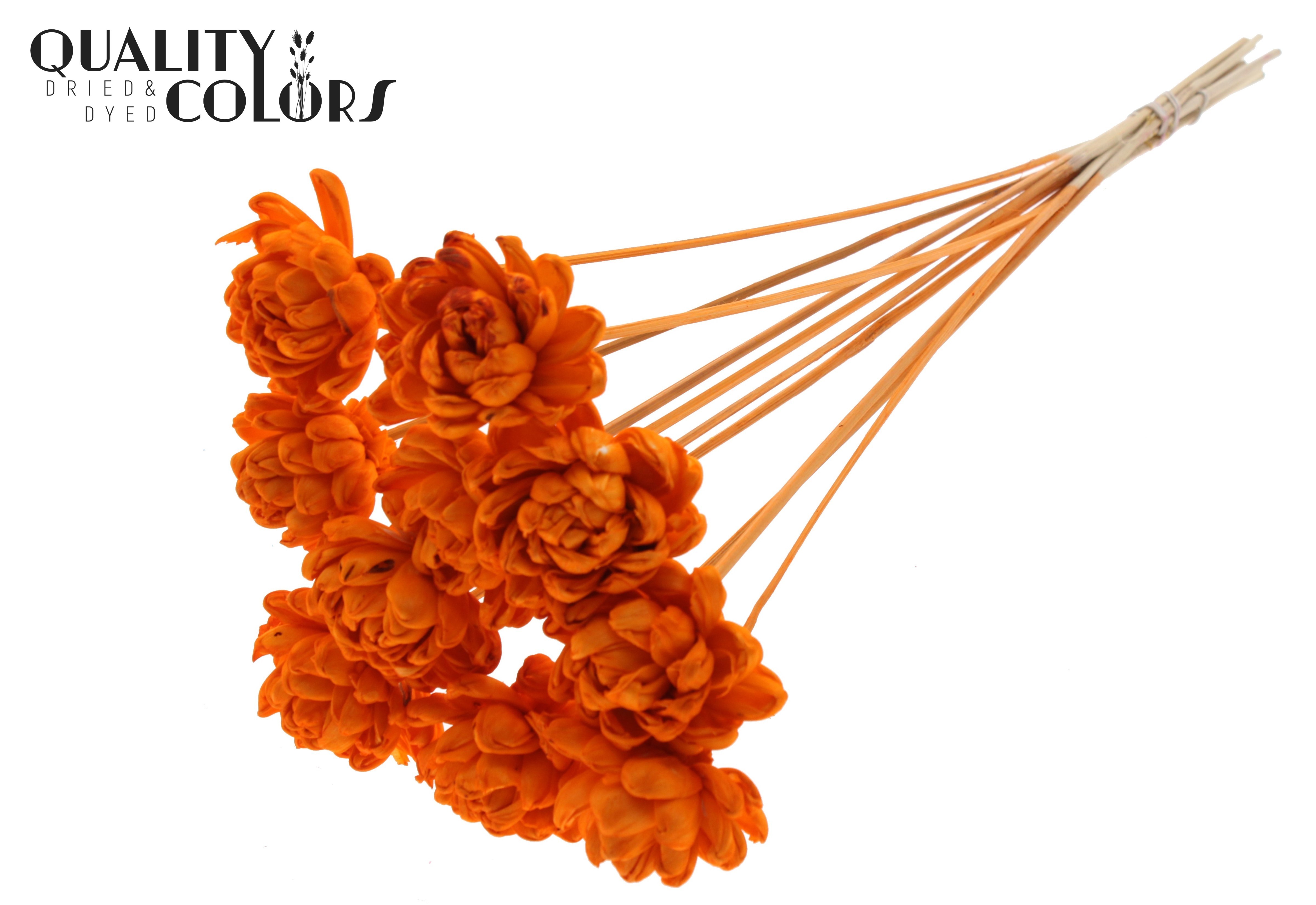Shola New Beauty Rose Orange 50cm