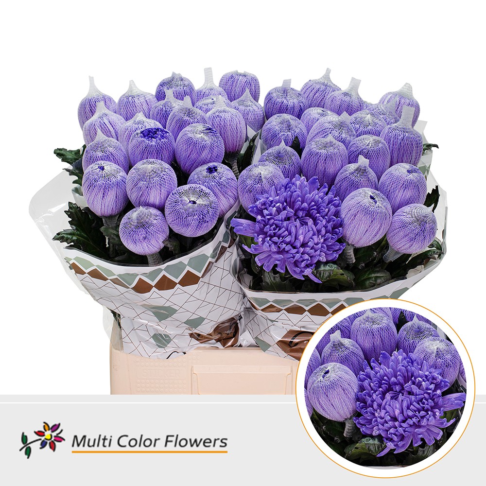 Chrysanth Single Painted Antonov Milka 70cm