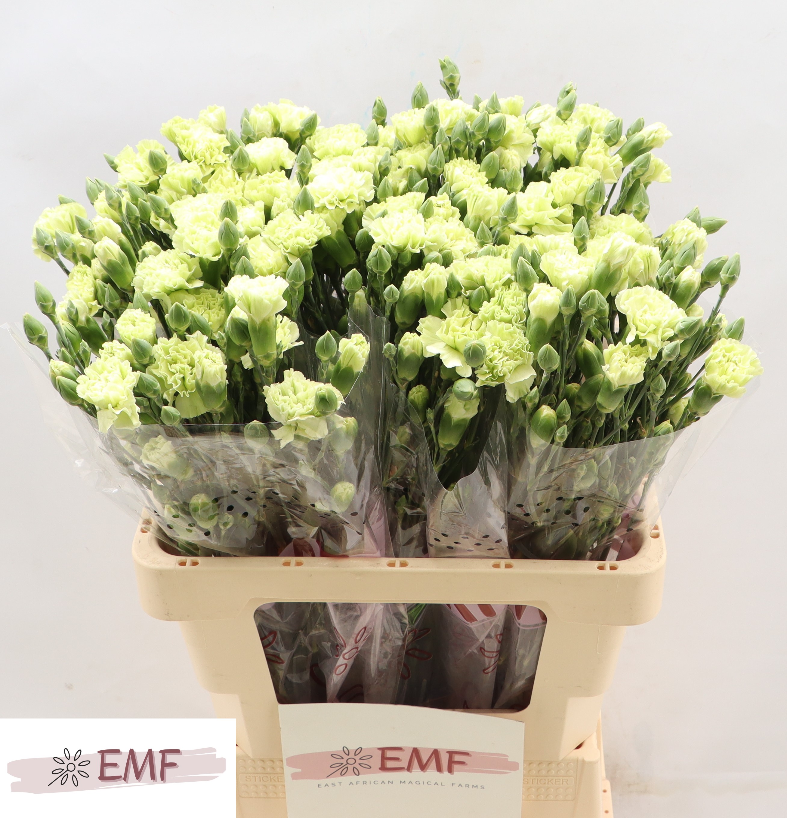 Dianthus Spray Parsley+ 60cm