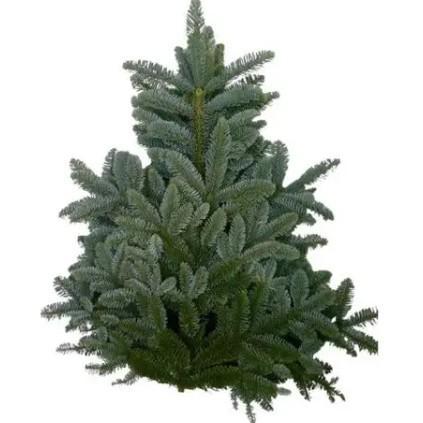 Abies Nobilis Blue Per Pack 70cm