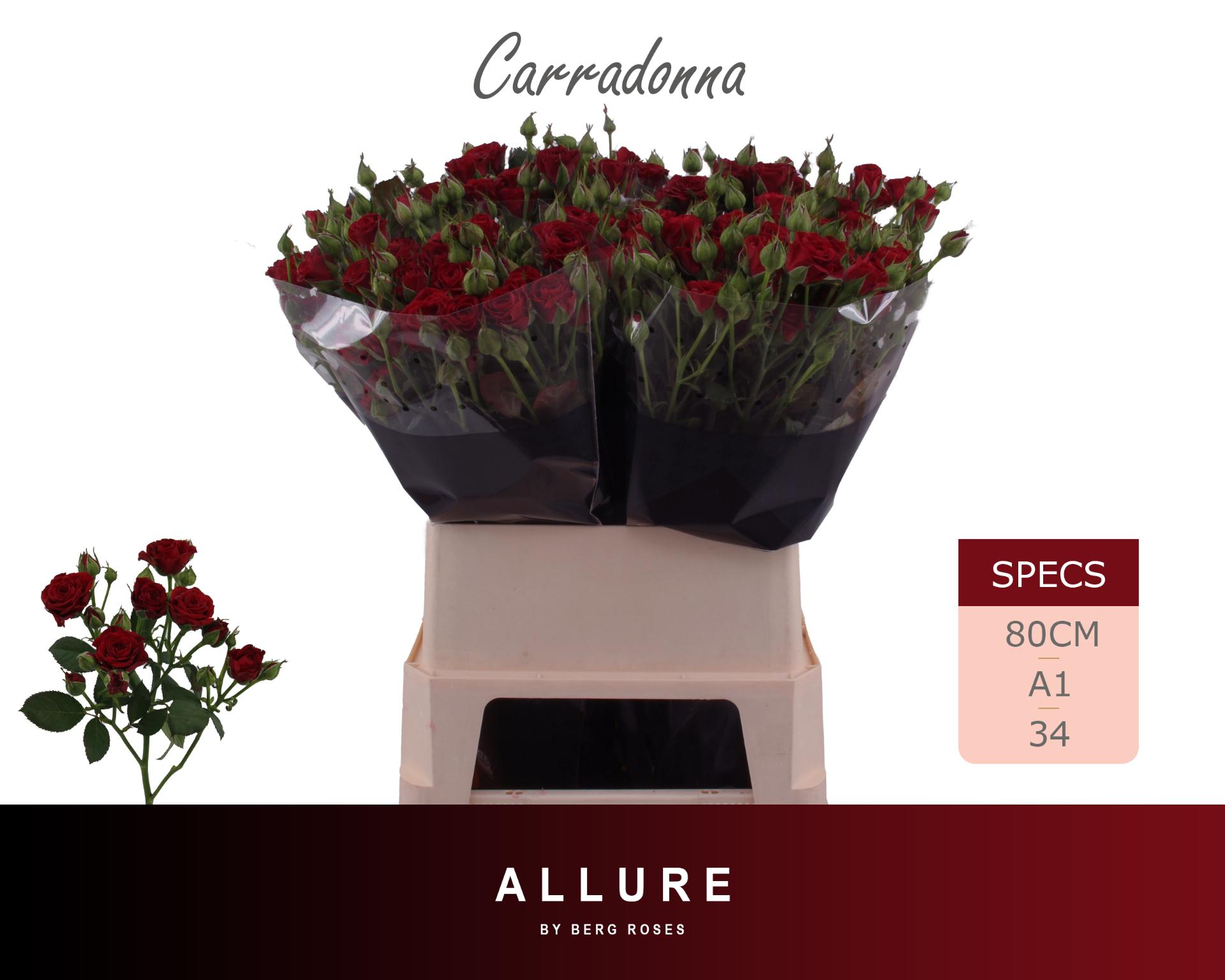 Rosa Spr Caradonna 80cm