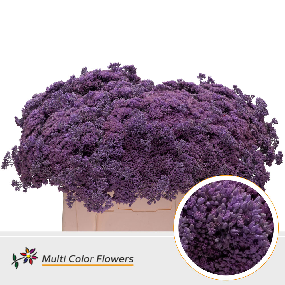 Sedum Painted Milka 55cm