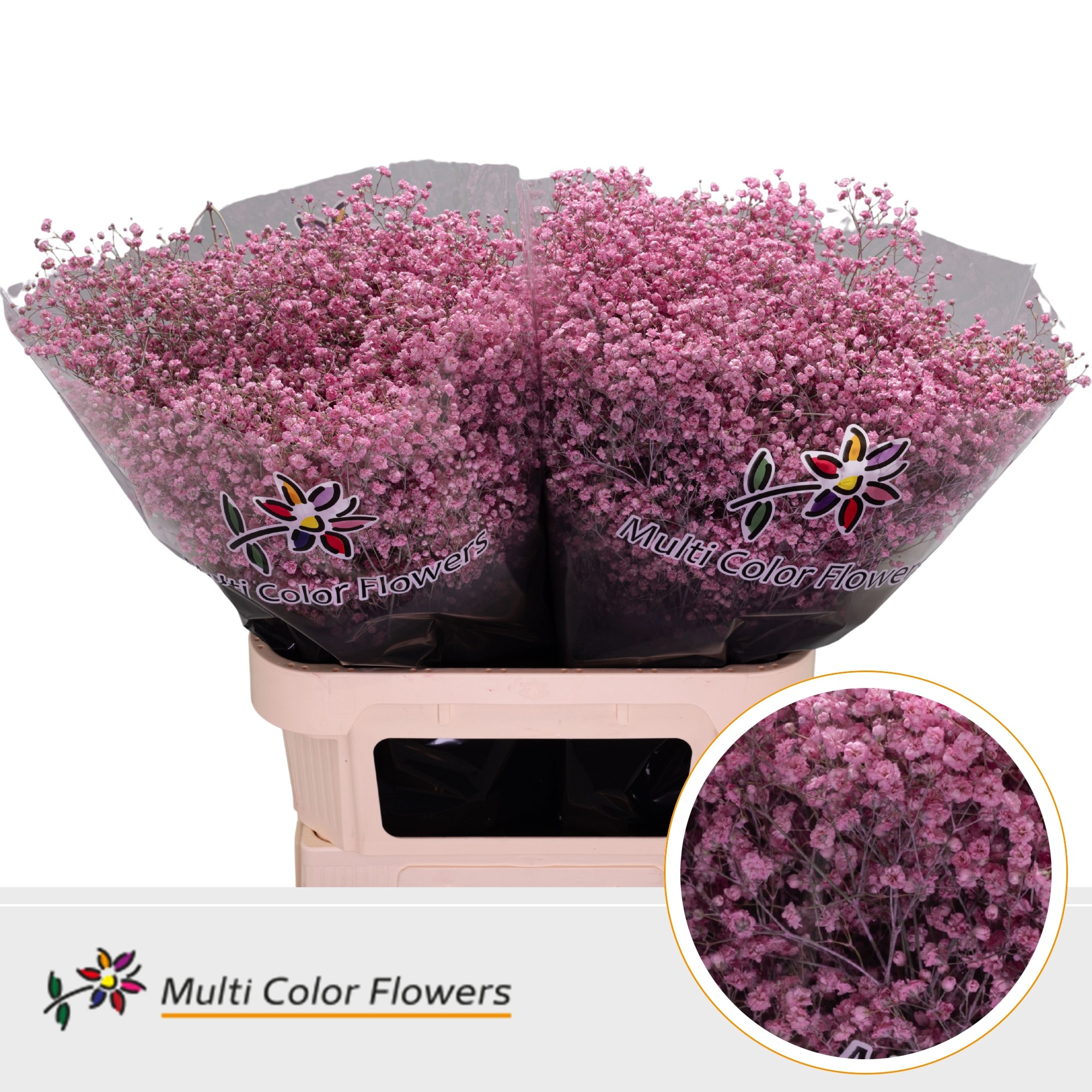 Gypsophila Painted Xlence New Pink 80cm