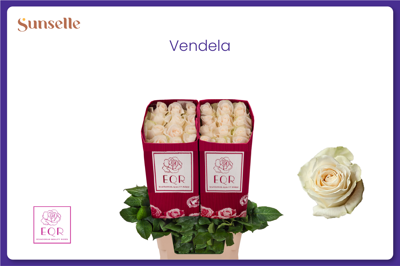 Rosa Vendela 60cm