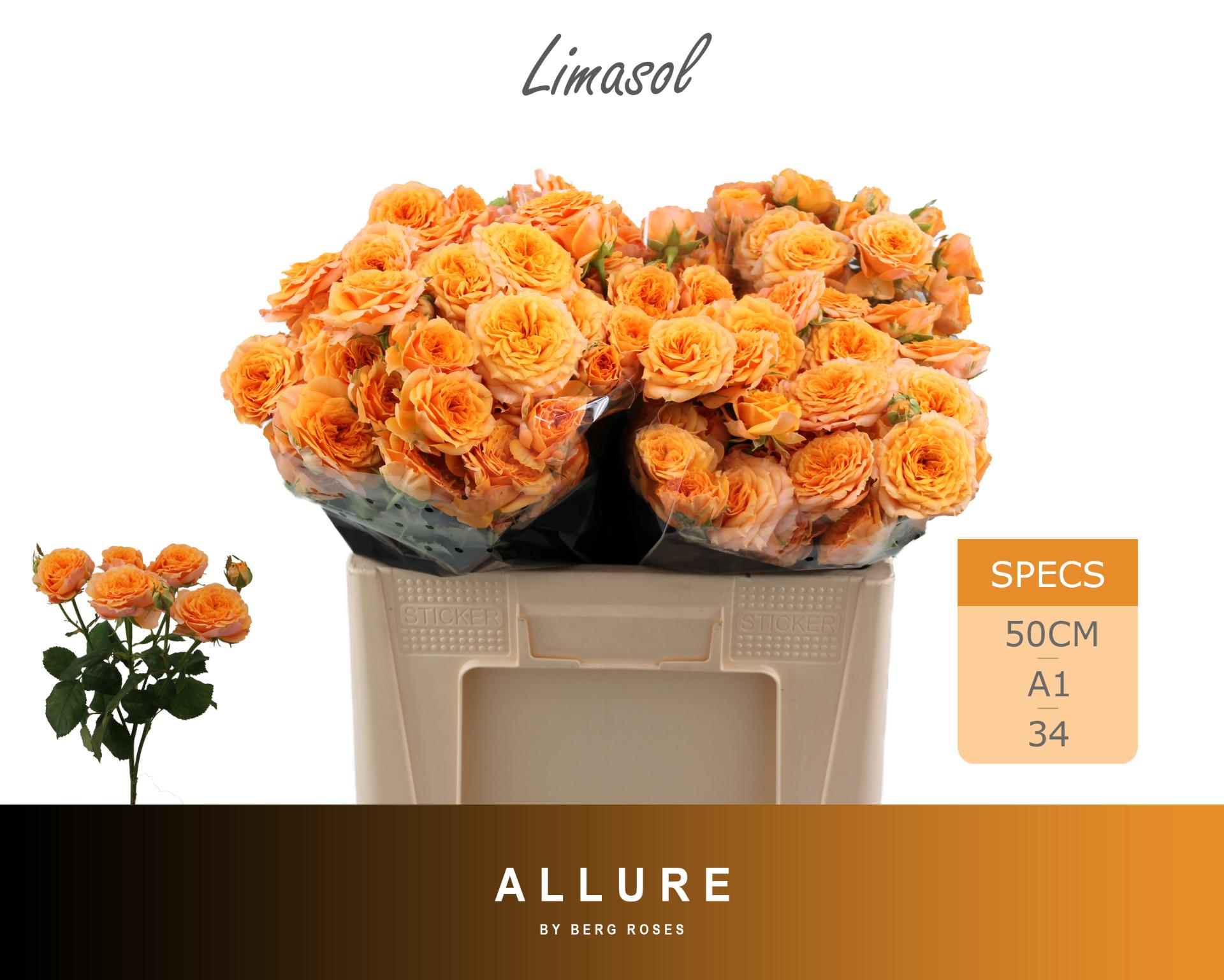 Rosa Spr Limasol 50cm