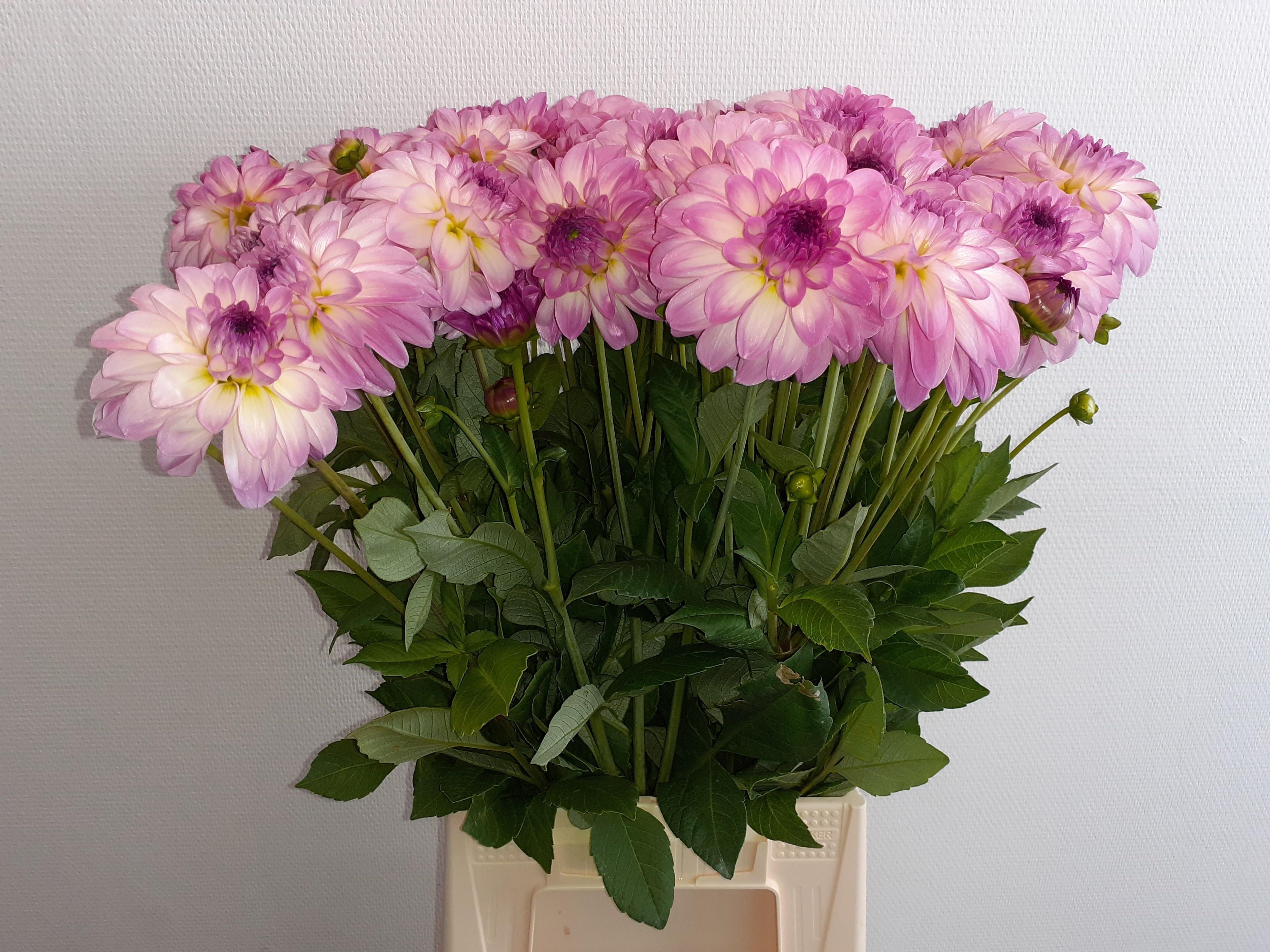 Dahl Rose Wit